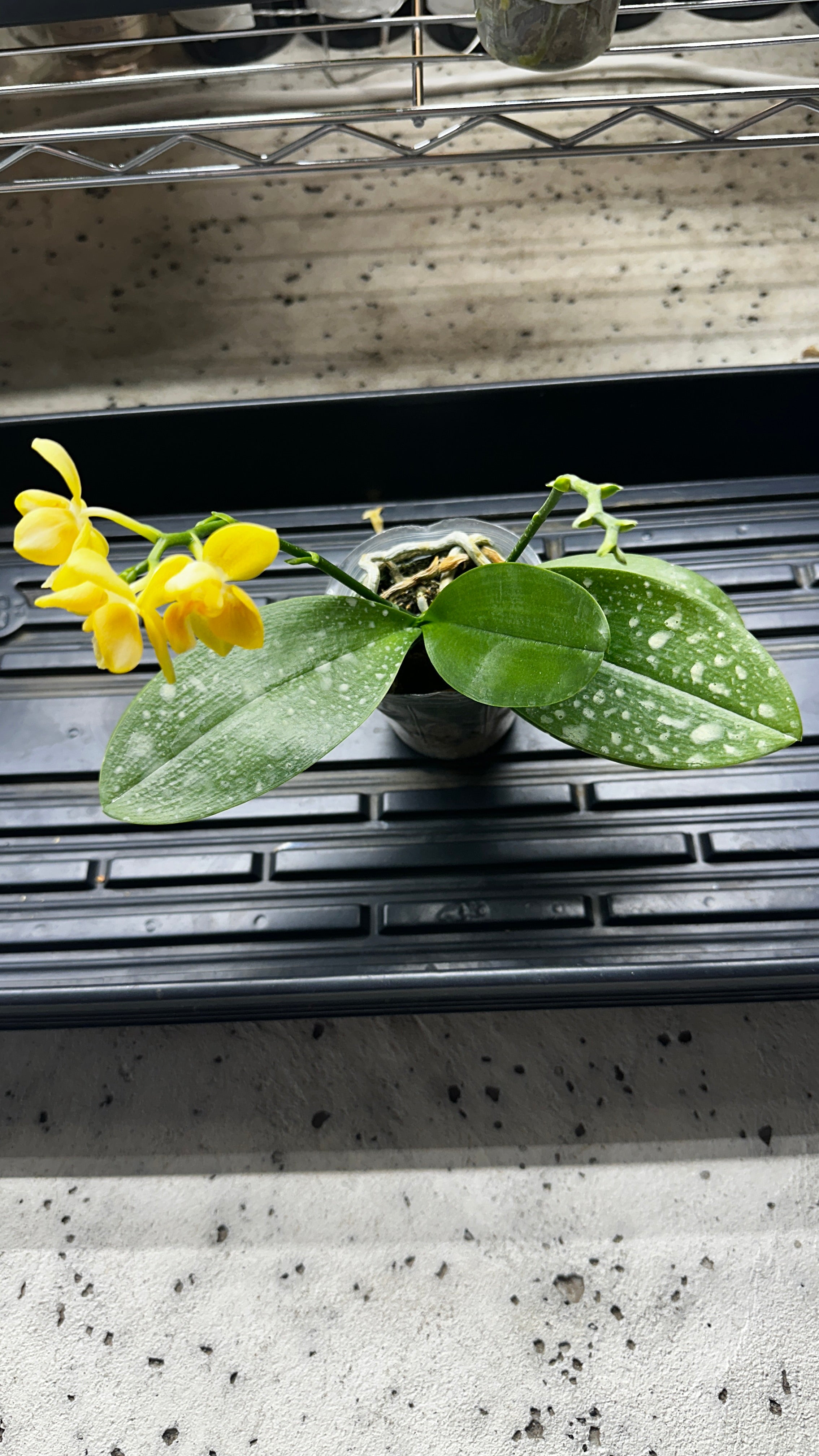 Phalaenopsis Yaphon Perfume 'Yellow' [IN SPIKE]