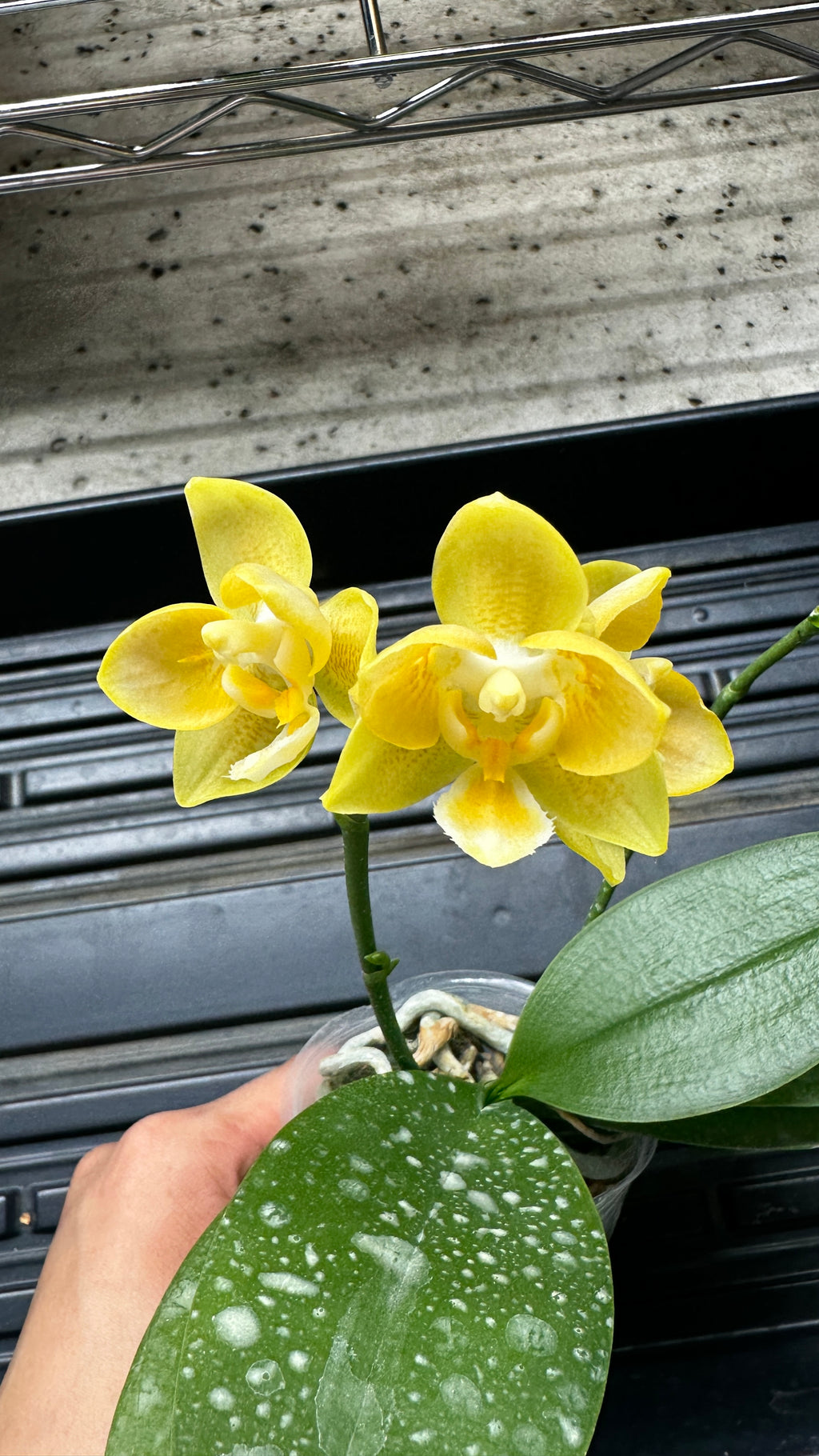 Phalaenopsis Yaphon Perfume 'Yellow' [IN SPIKE]