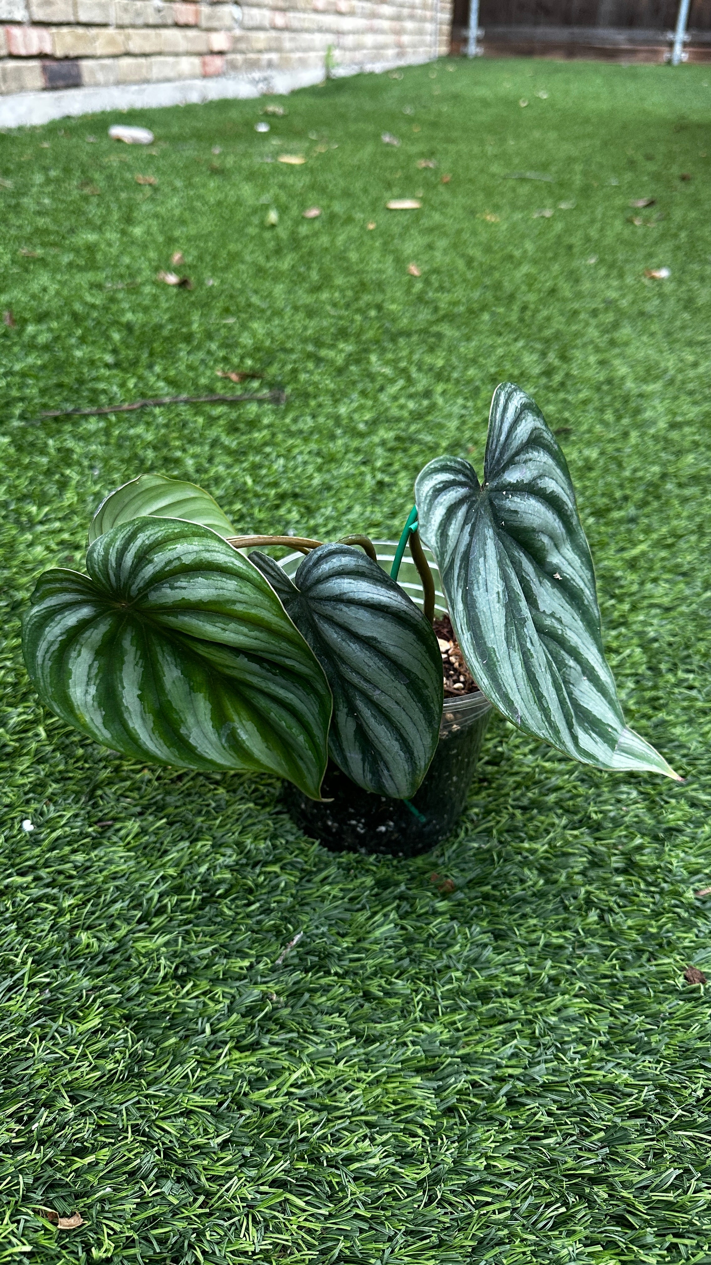 Philodendron plowmanii 'Watermelon'