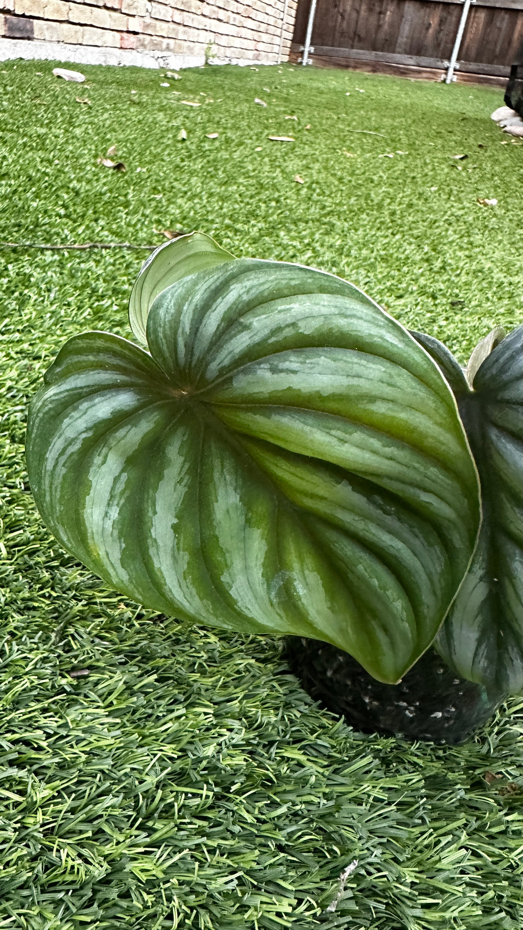 Philodendron plowmanii 'Watermelon'