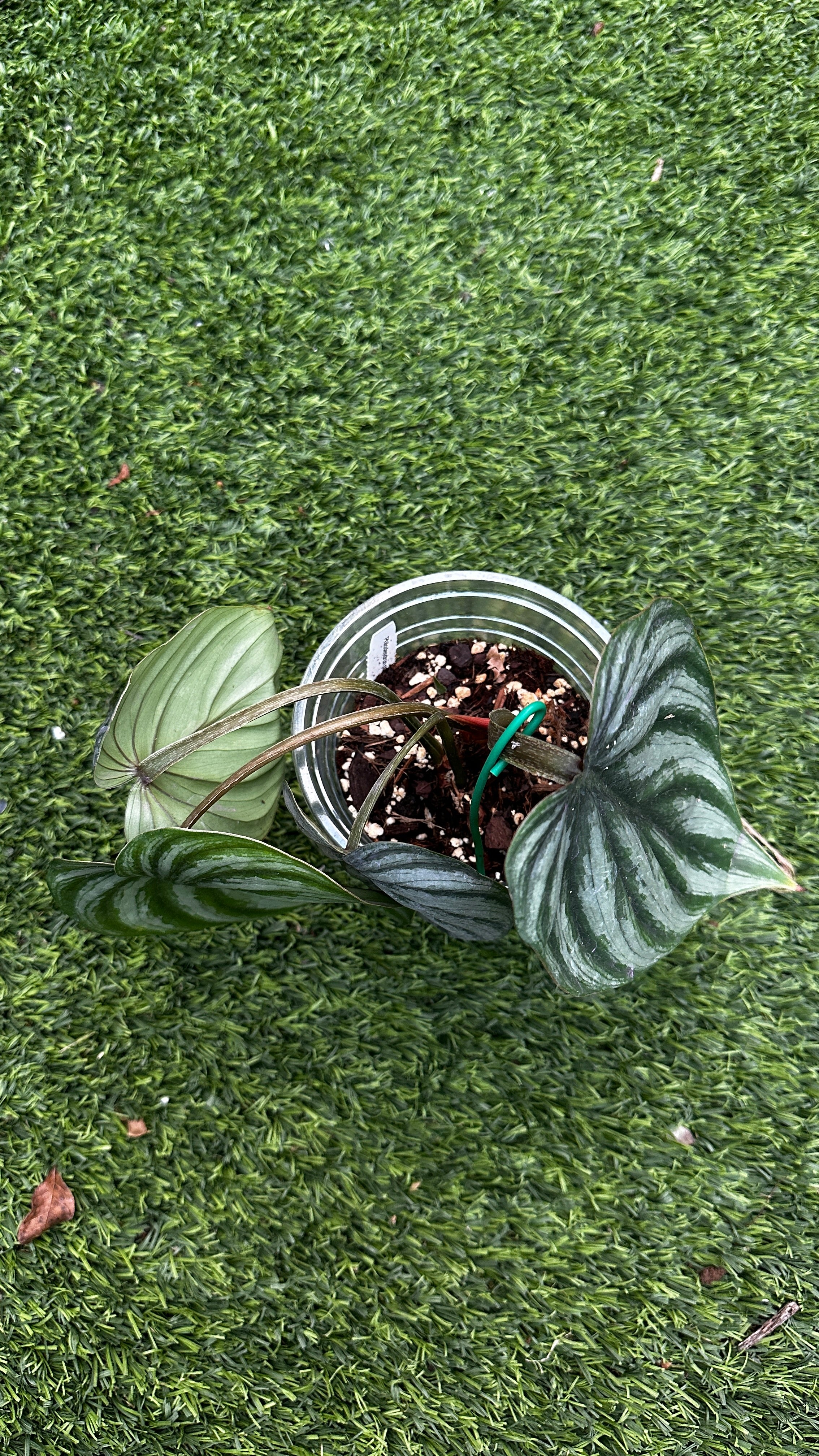 Philodendron plowmanii 'Watermelon'