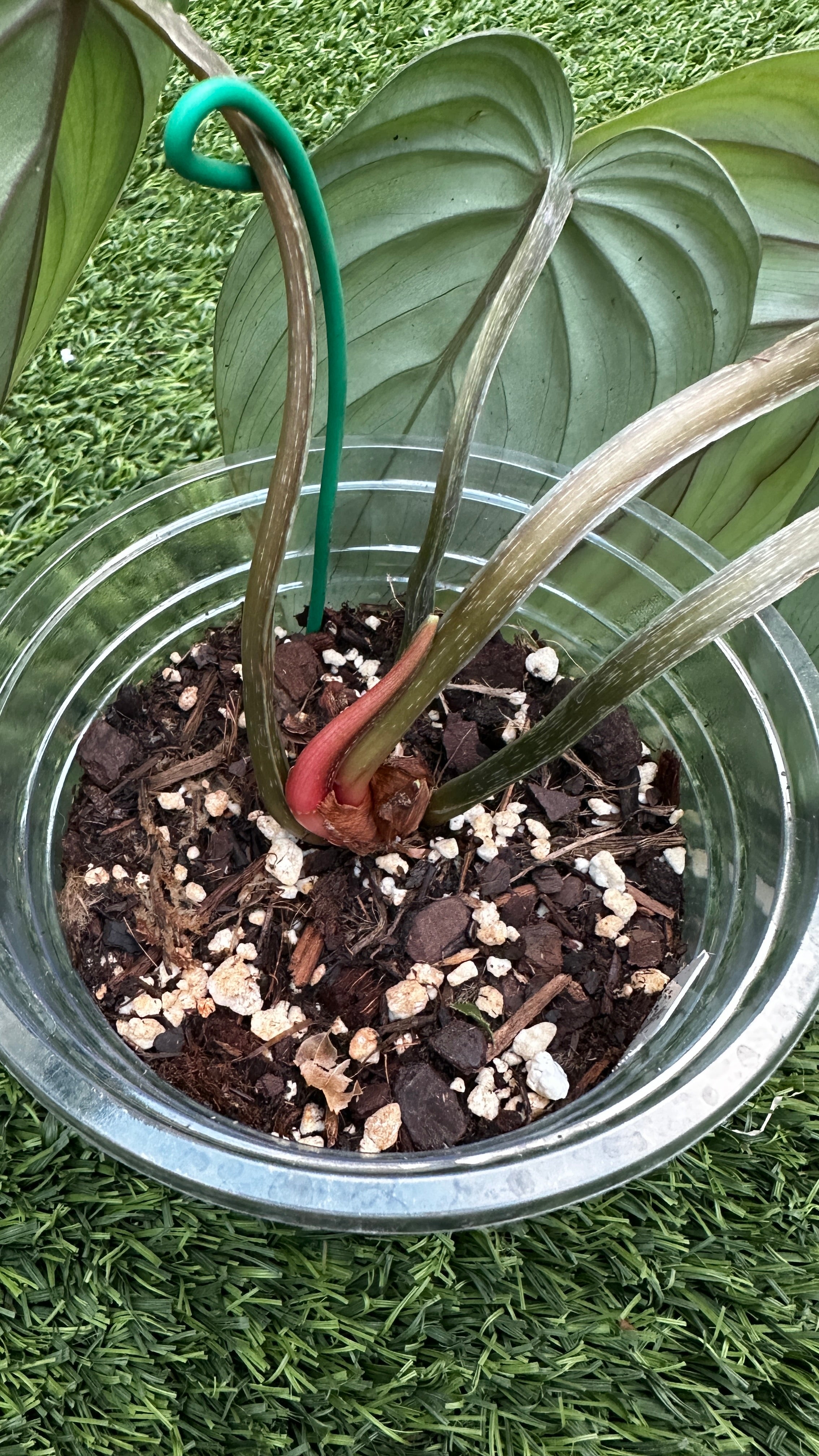 Philodendron plowmanii 'Watermelon'
