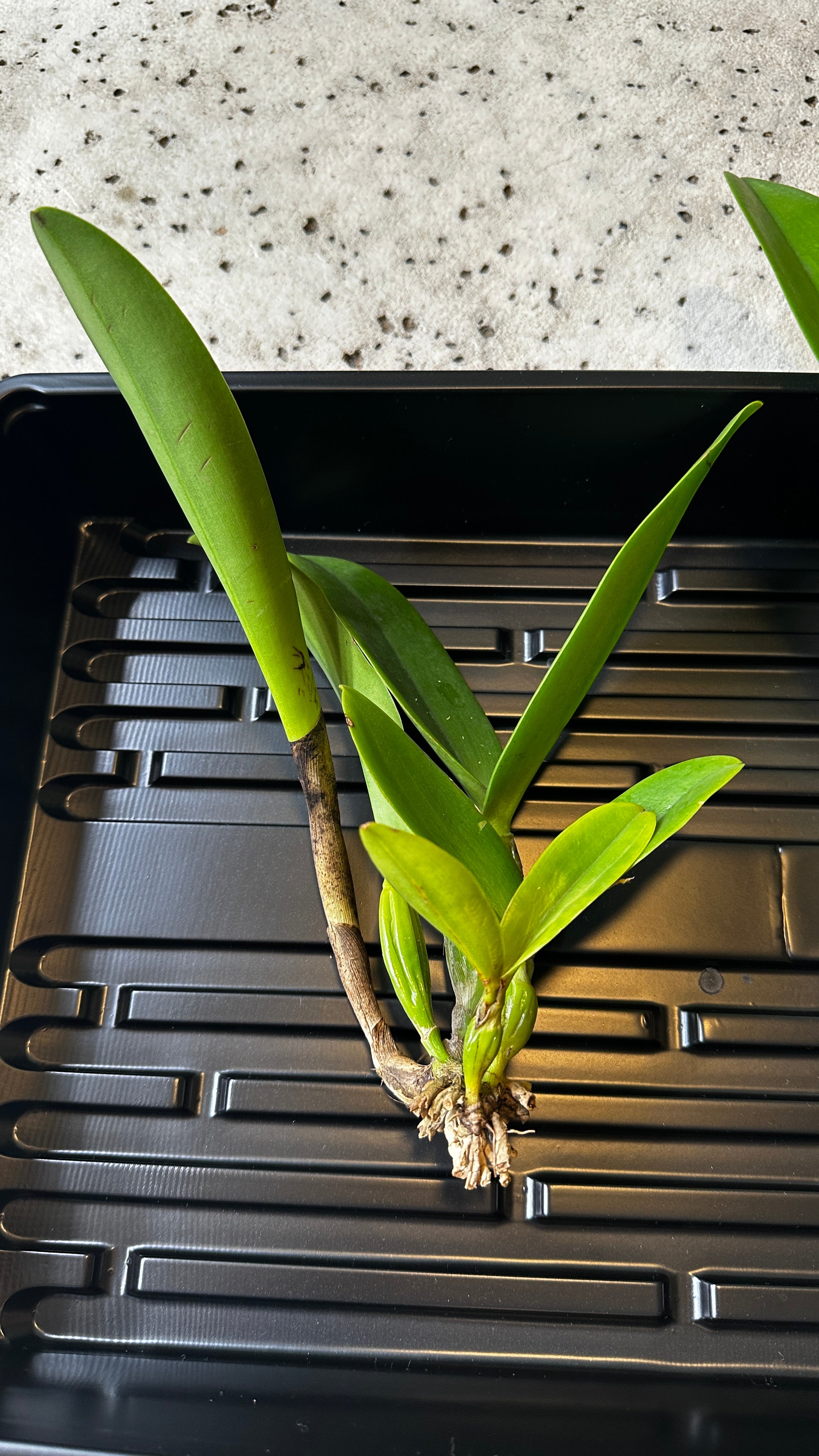 Rhyncholaeliocattleya Yuan Dung Jewel 'Dalatha'