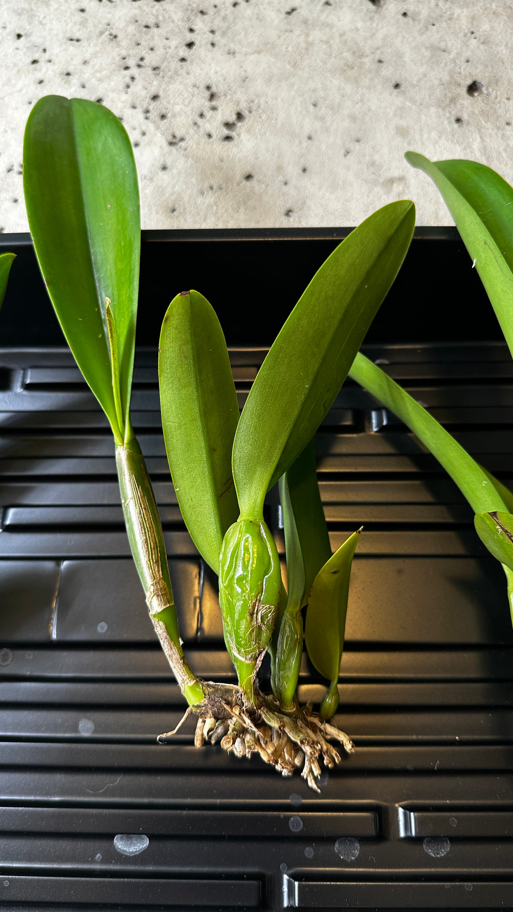 Rhyncholaeliocattleya Yuan Dung Jewel 'Dalatha'