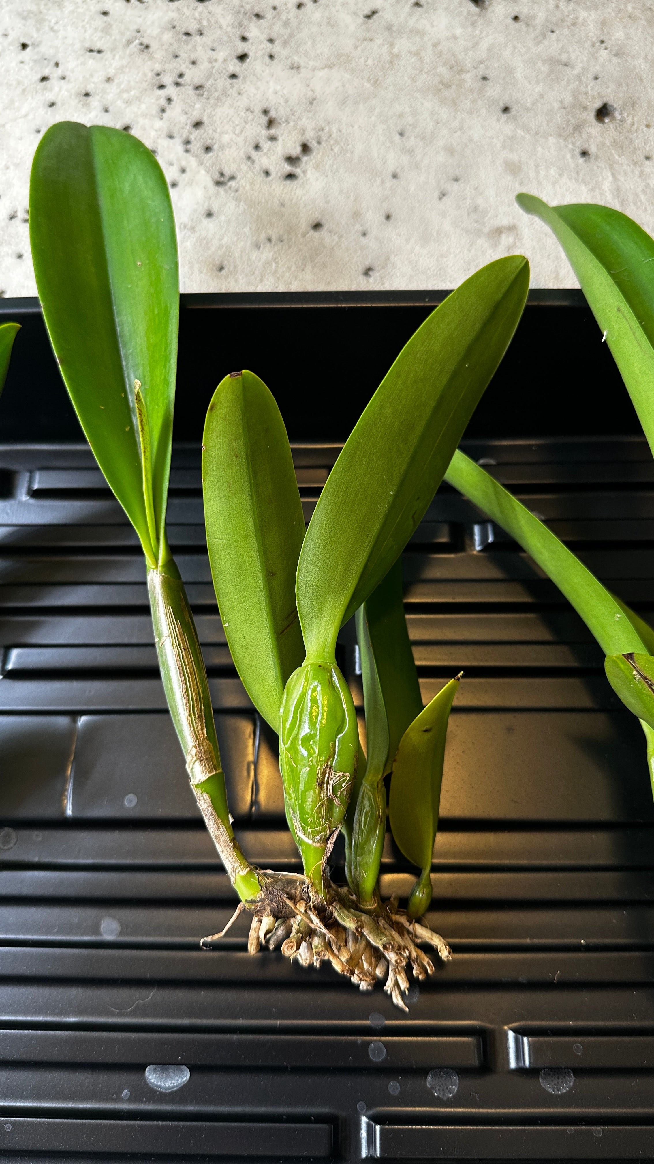 Rhyncholaeliocattleya Yuan Dung Jewel 'Dalatha'