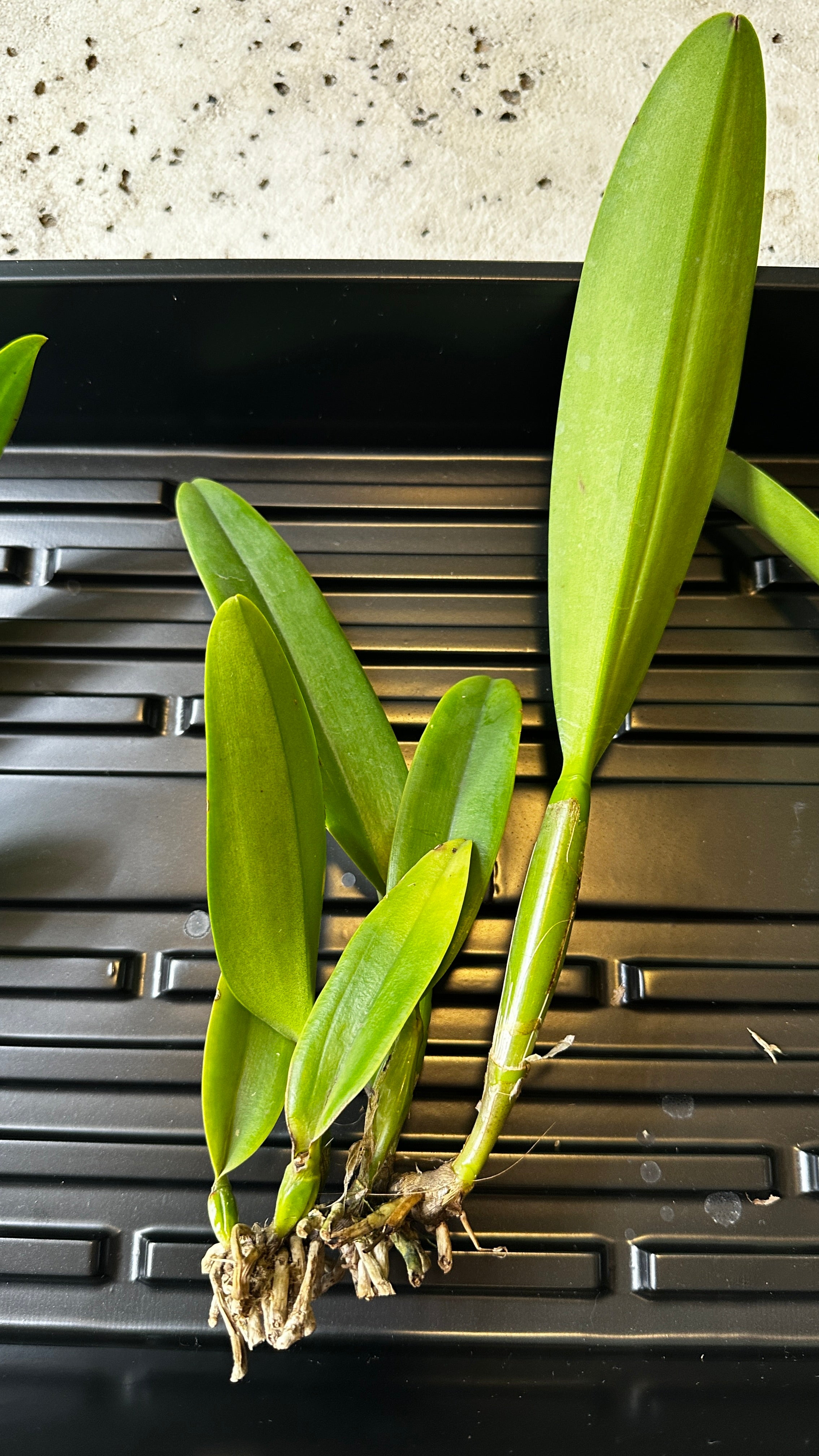 Rhyncholaeliocattleya Yuan Dung Jewel 'Dalatha'