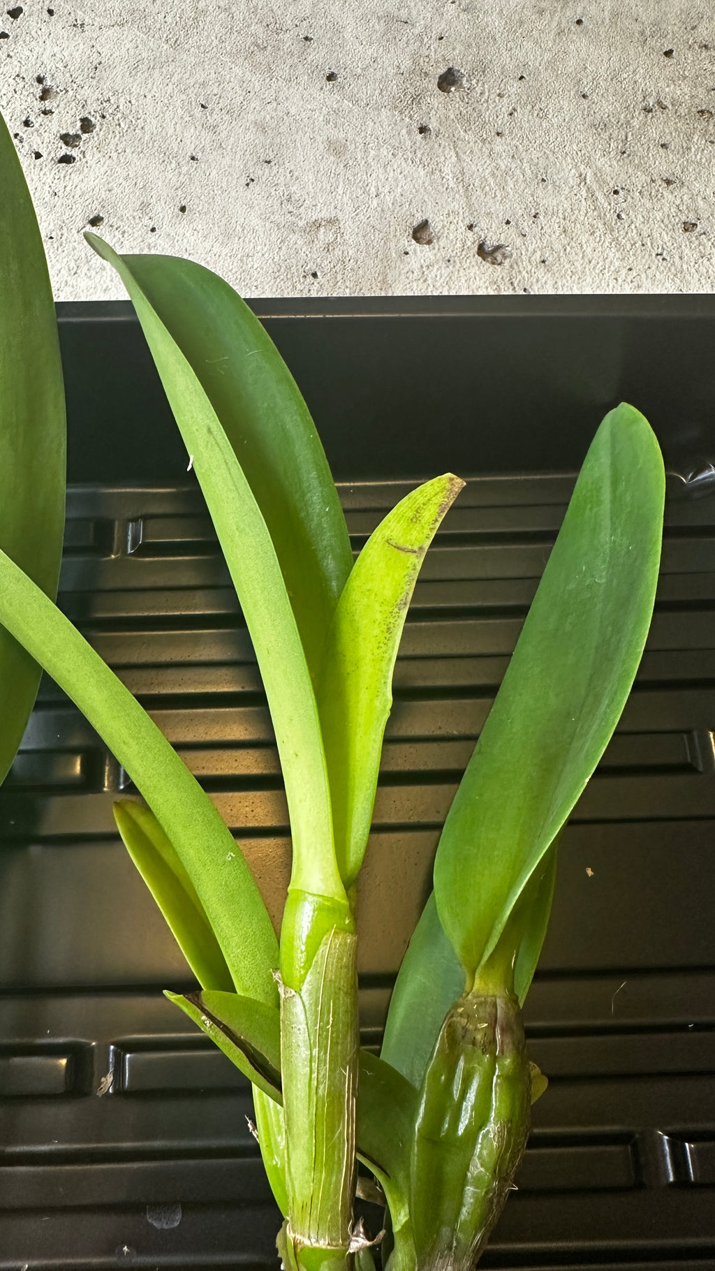 Rhyncholaeliocattleya Yuan Dung Jewel 'Dalatha'