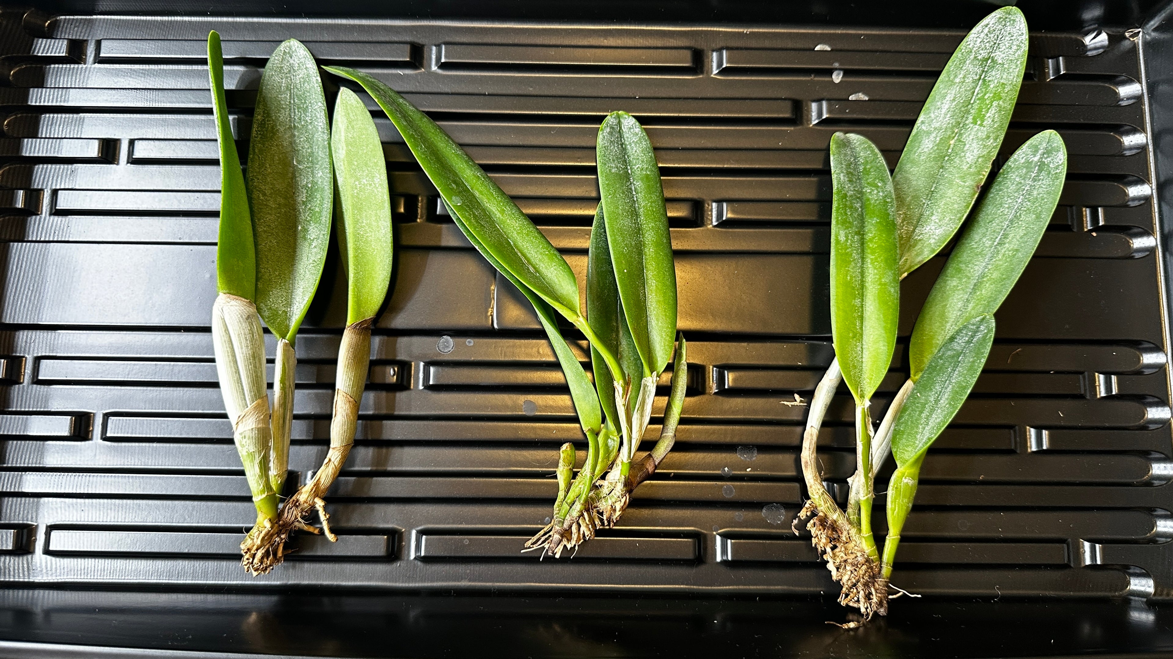 Rhyncholaelia digbyana 'Green Giant' FCC/AOS