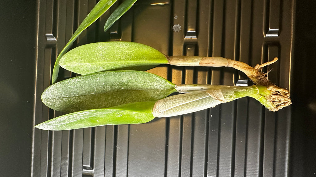 Rhyncholaelia digbyana 'Green Giant' FCC/AOS