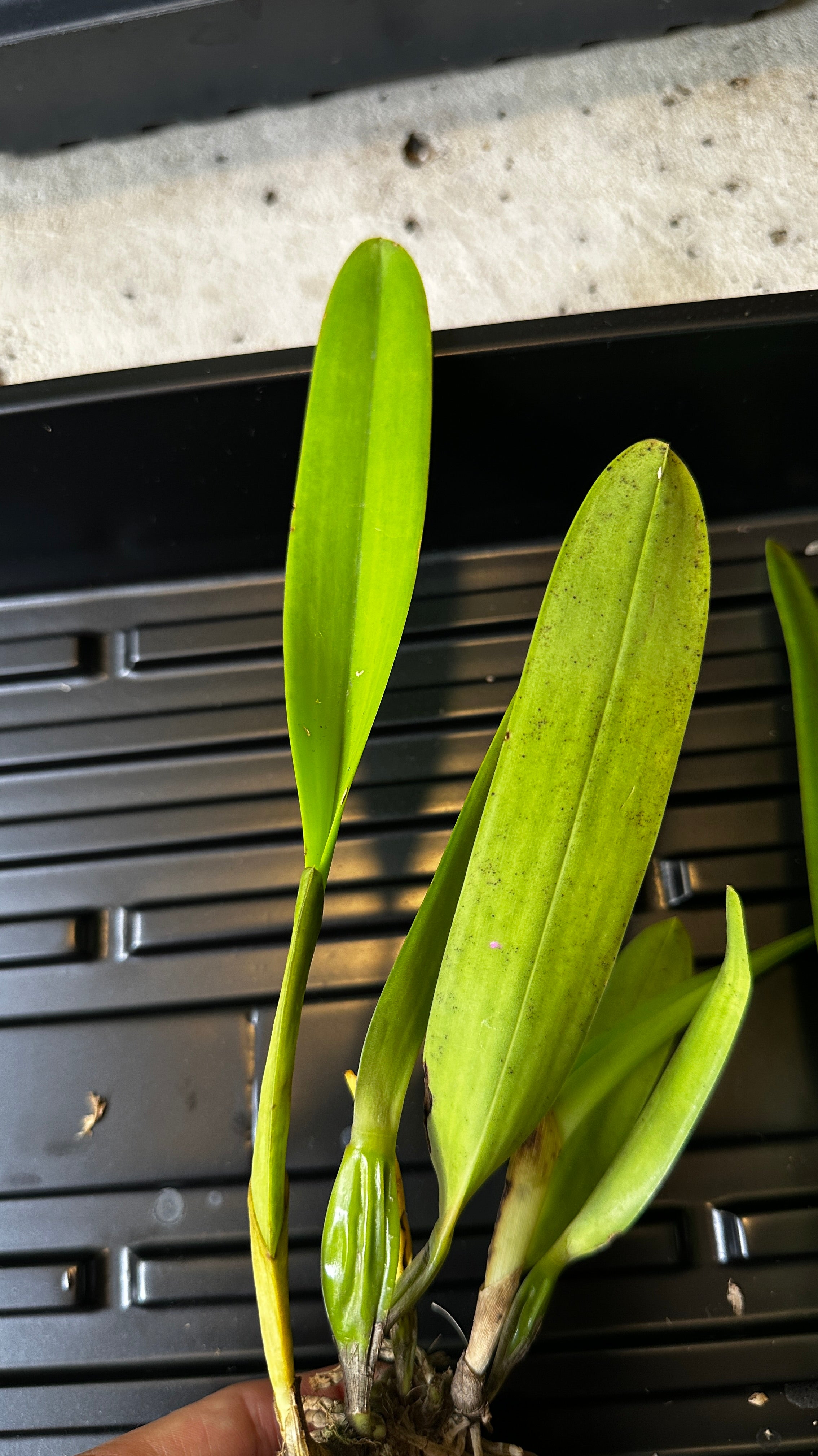 Cattleya(Laelia) purpurata var. carnea