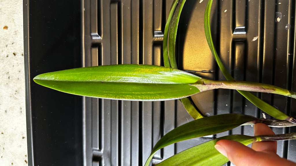 Rhynchobrassoleya TLDC Divine Phoenix 'Pterodactyl' SM/WOC