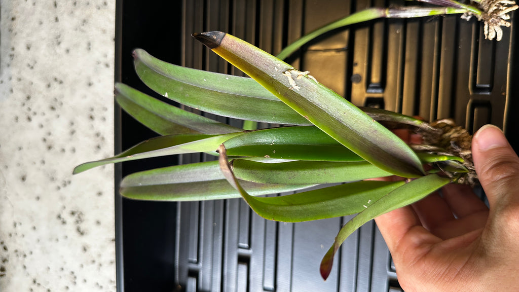 Rhynchobrassoleya TLDC Divine Phoenix 'Pterodactyl' SM/WOC