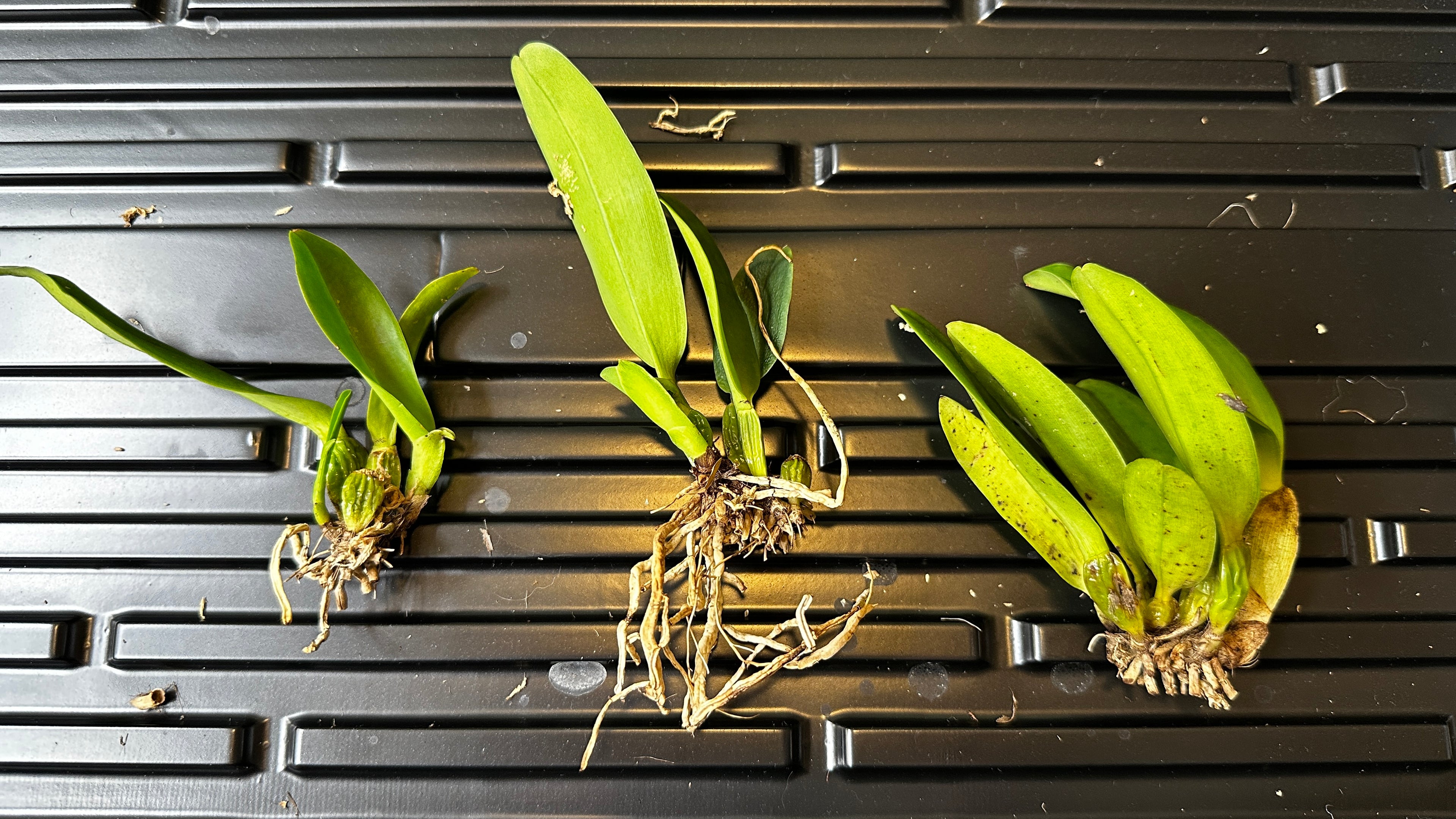 Cattleya gaskelliana var. concolor x sib