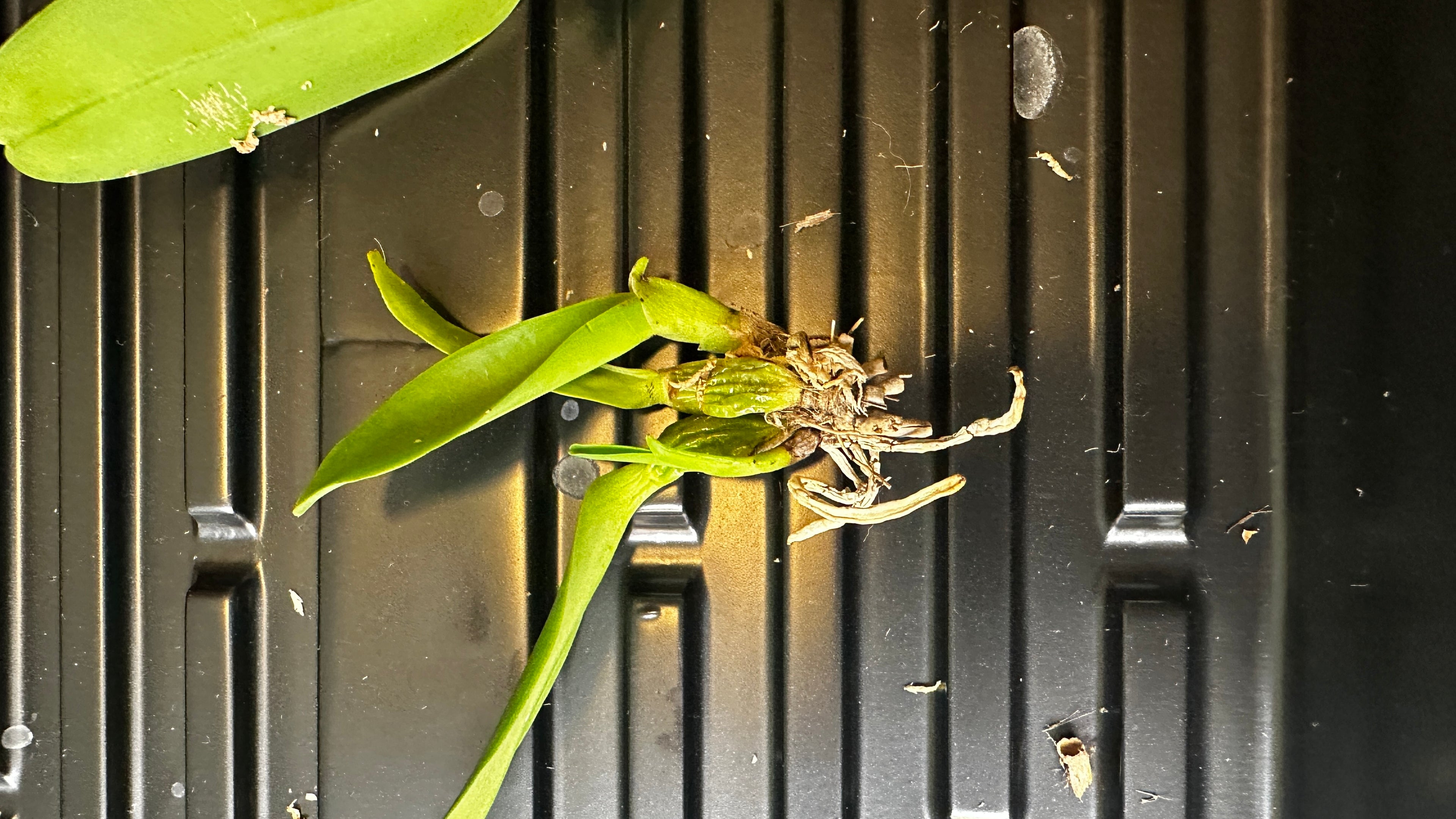 Cattleya gaskelliana var. concolor x sib