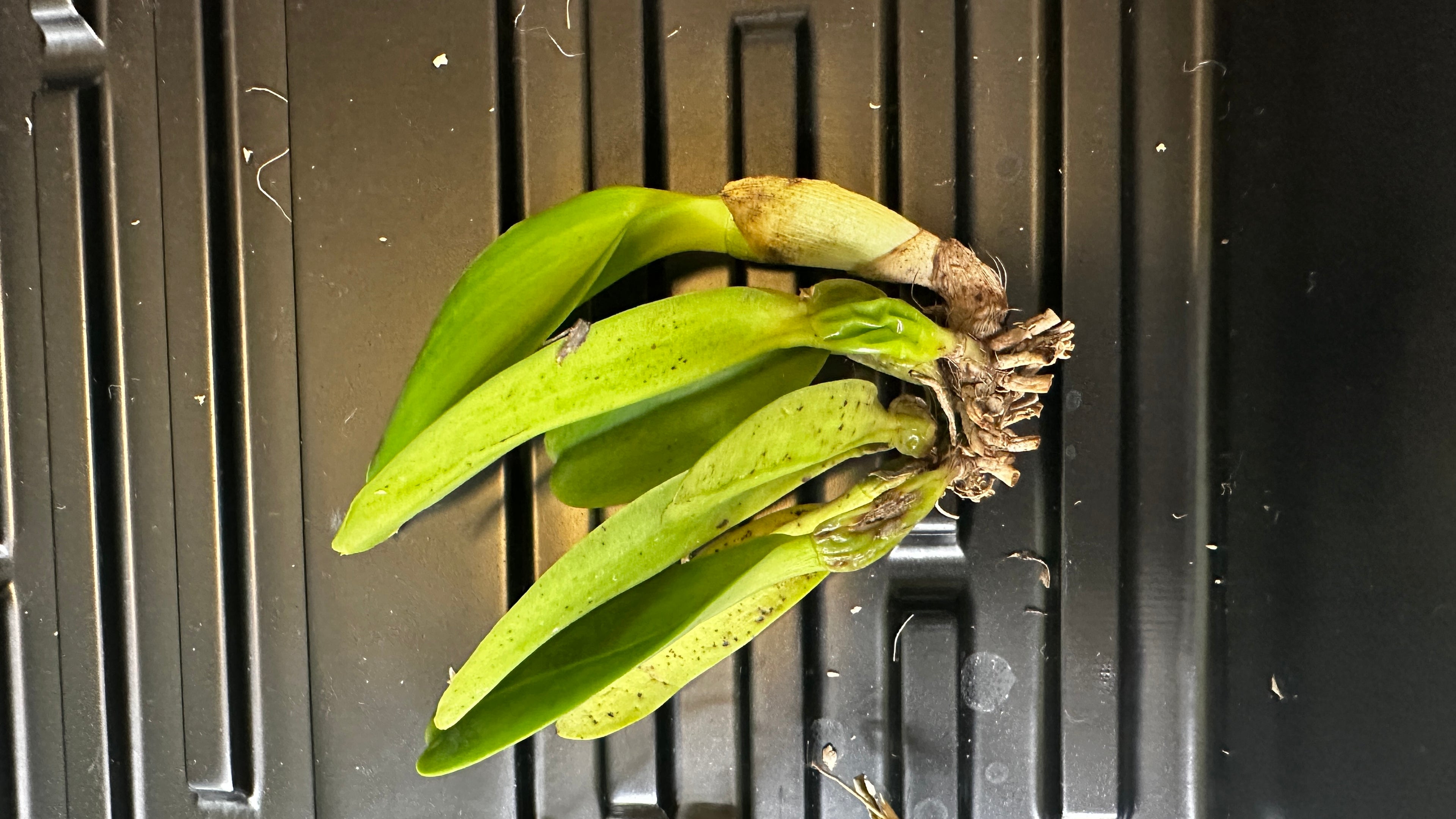 Cattleya gaskelliana var. concolor x sib