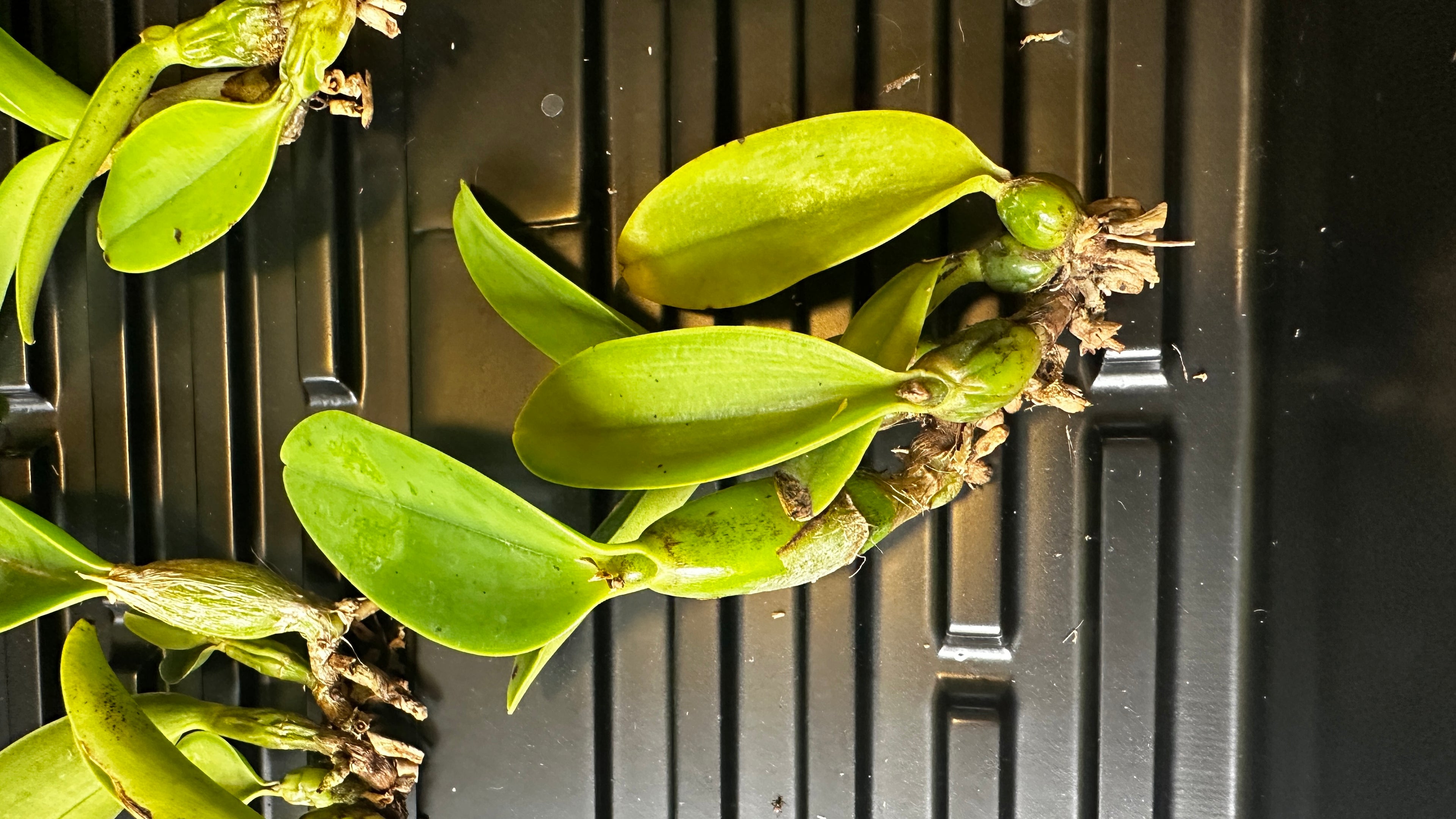 Cattleya walkeriana var. coerulea 'Edward' SM/JOS