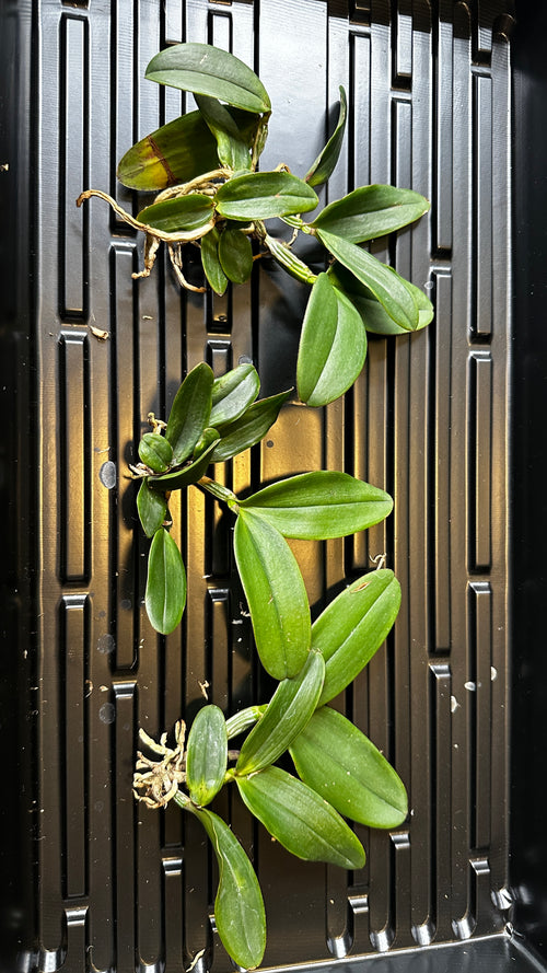 Cattleya schilleriana x sib [Bareroot]