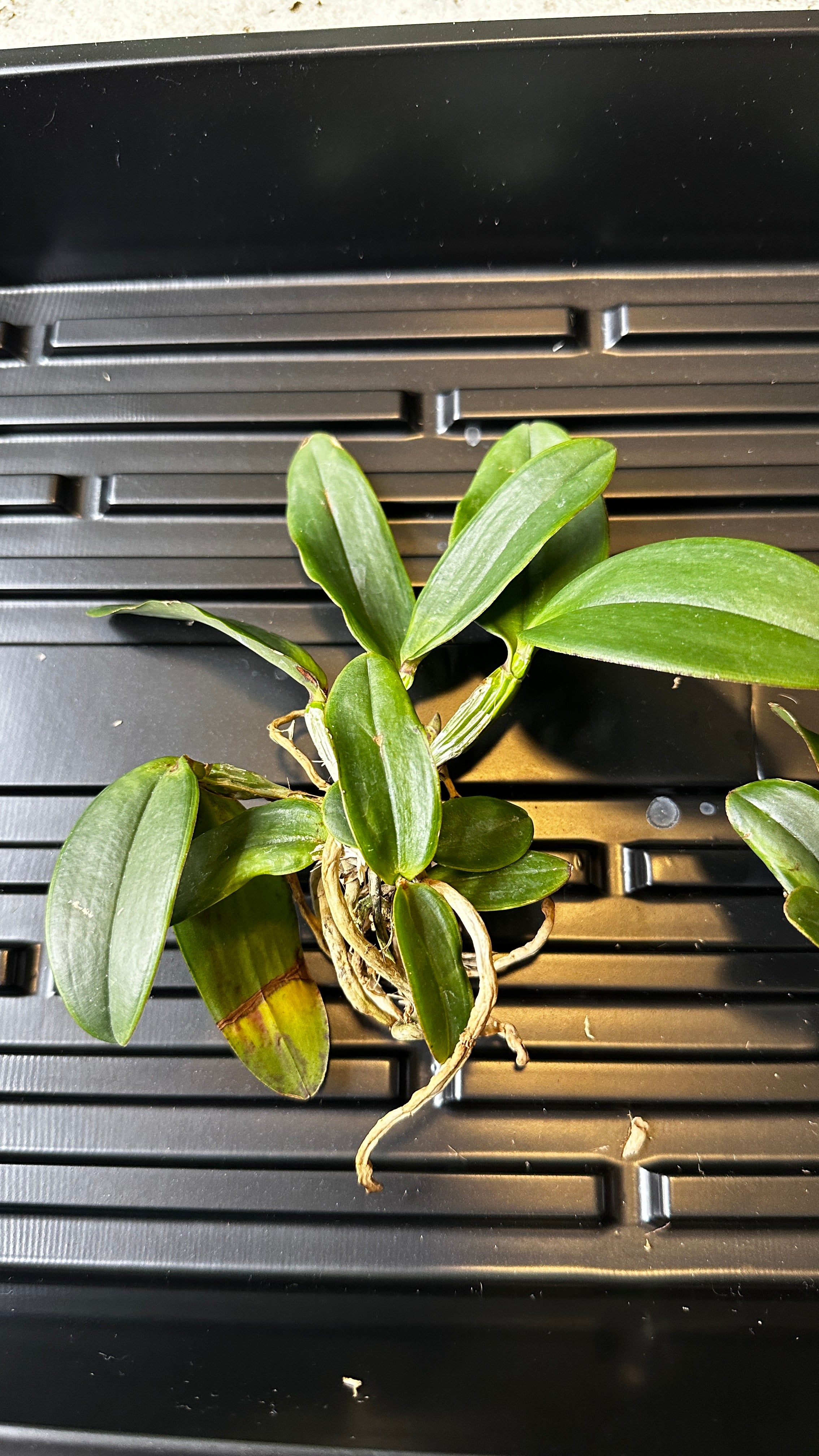 Cattleya schilleriana x sib