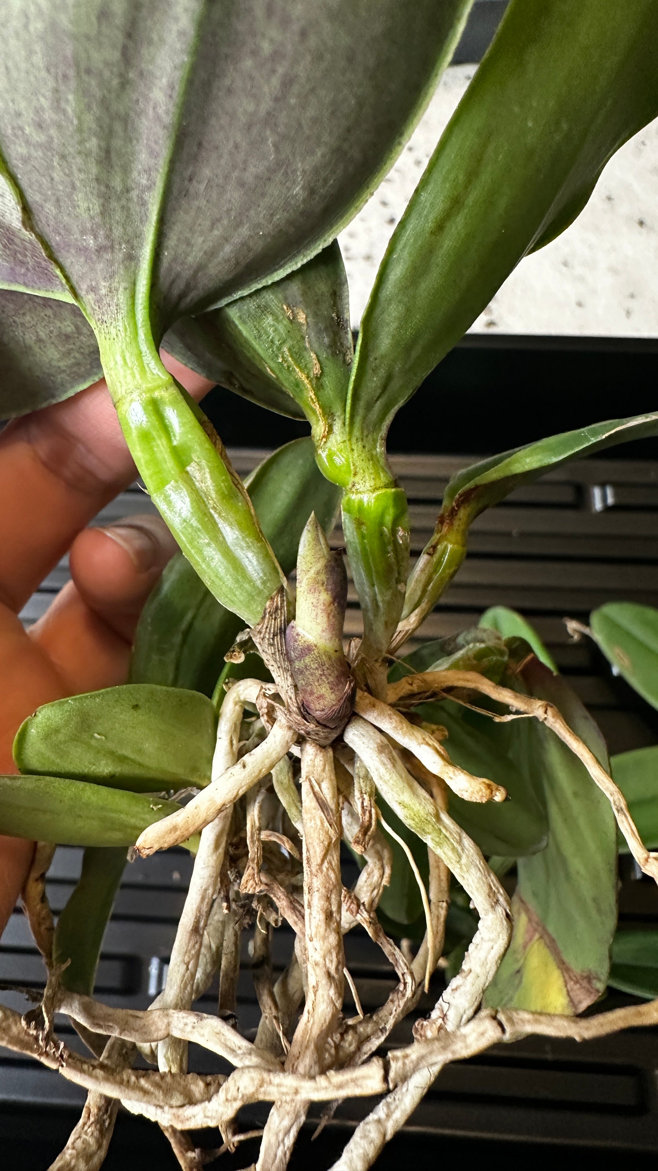 Cattleya schilleriana x sib
