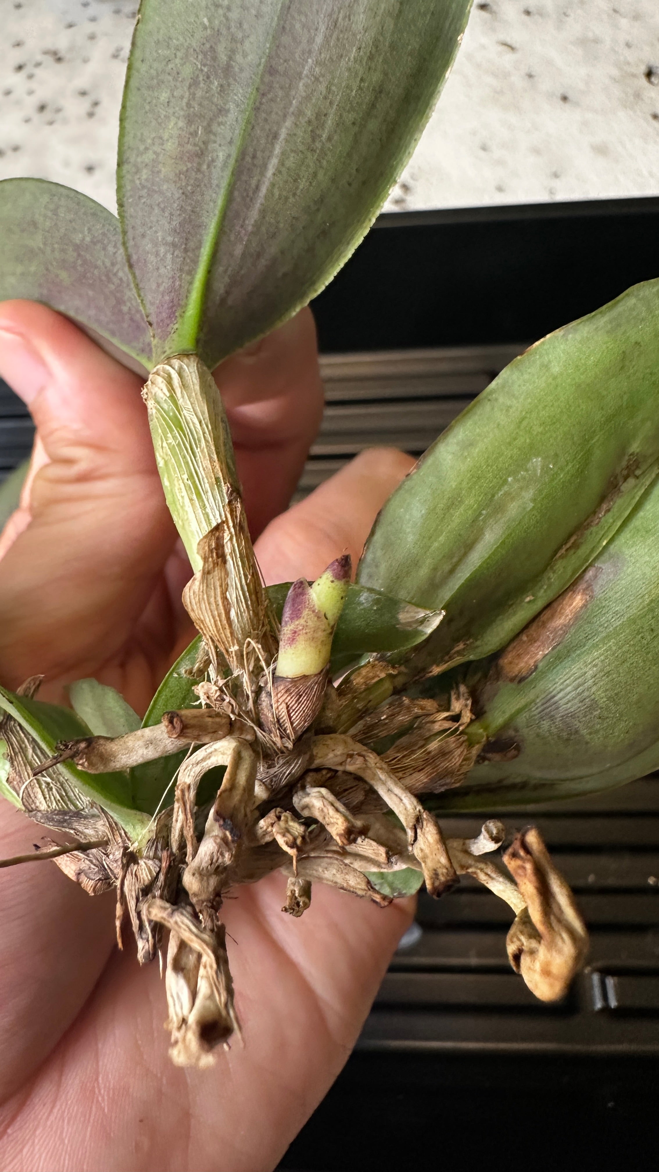 Cattleya schilleriana x sib