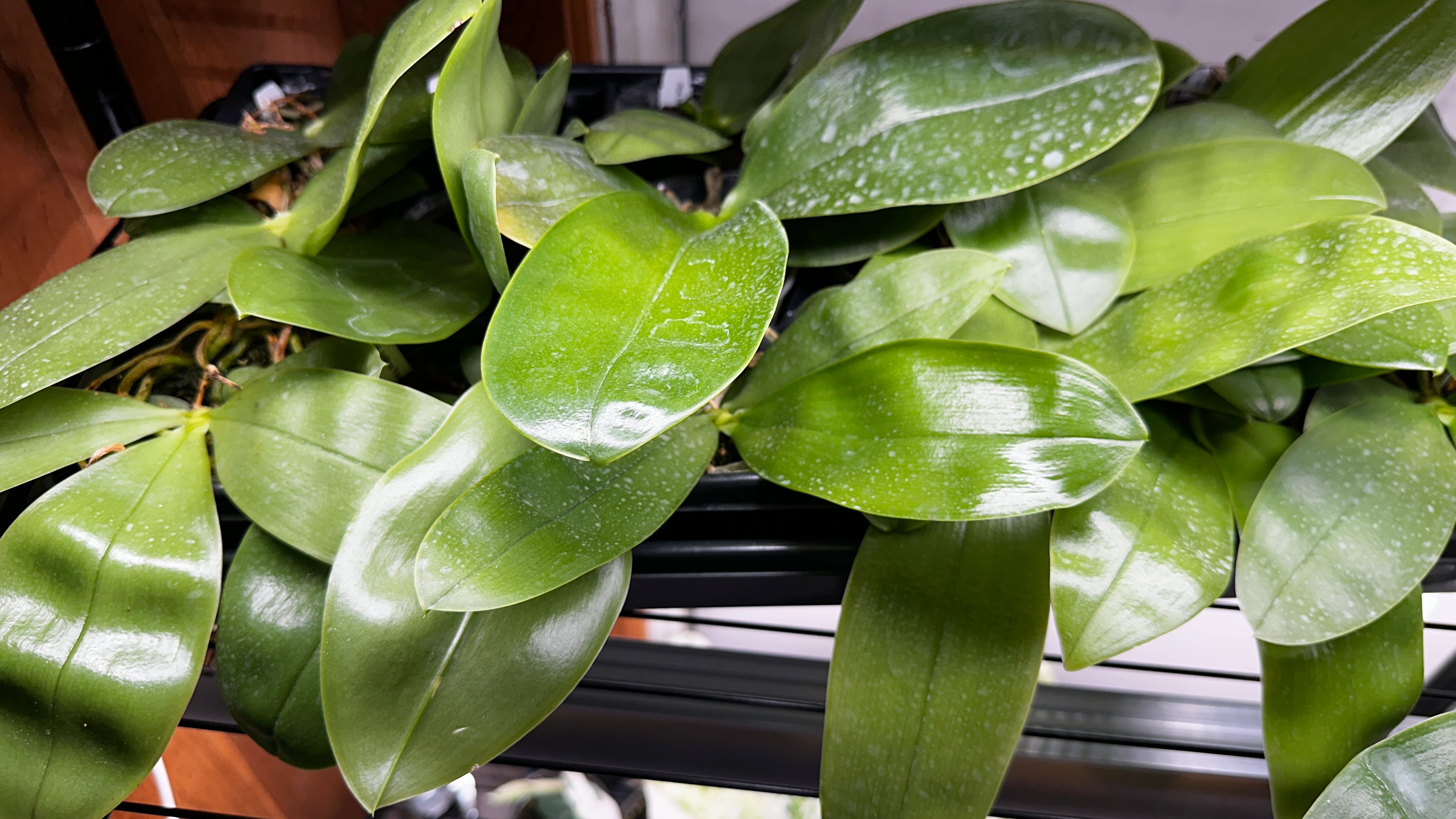 Phalaenopsis bellina 'Fire' x sib [IN SPIKE!]