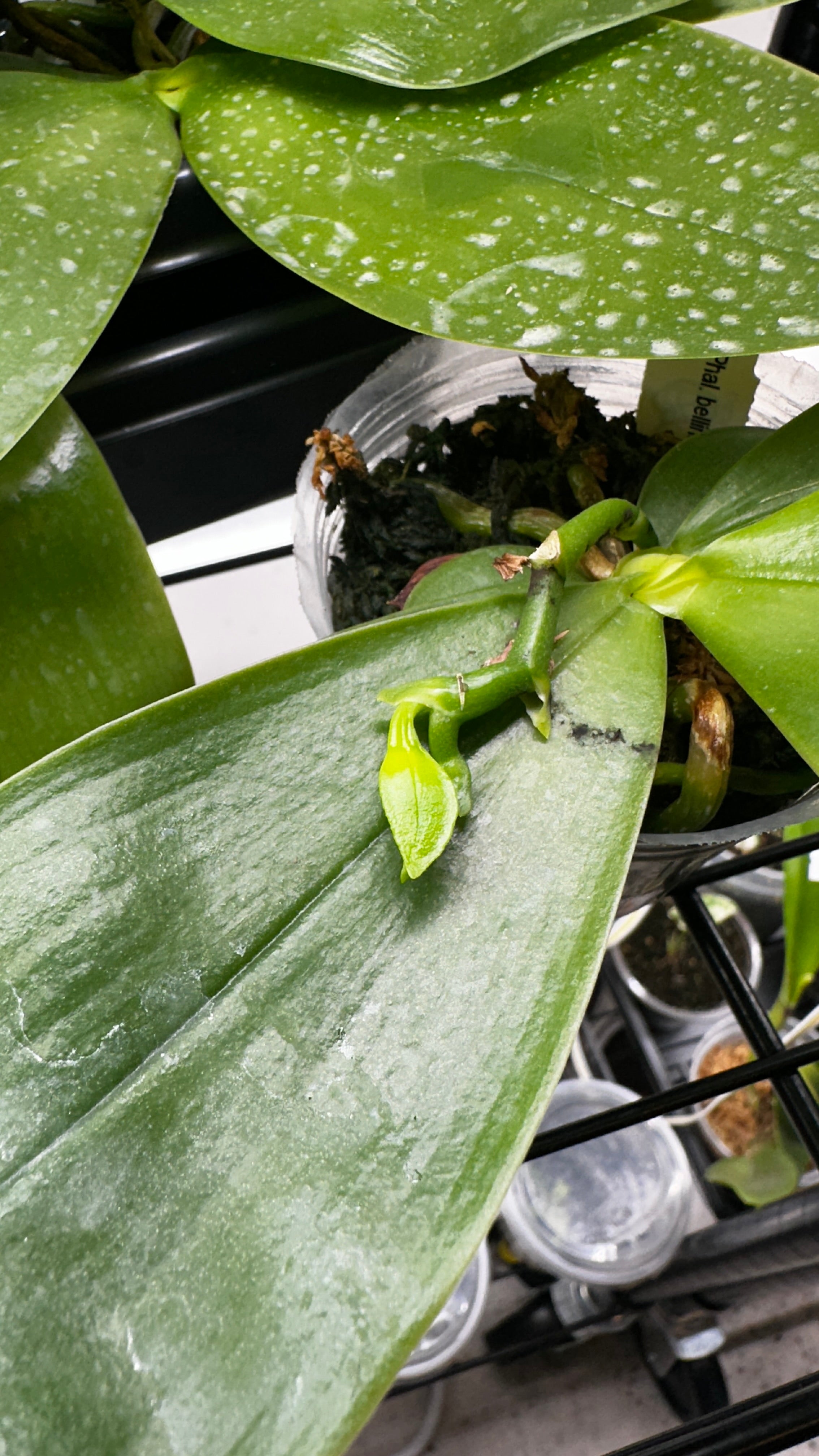 Phalaenopsis bellina 'Fire' x sib [IN SPIKE!]
