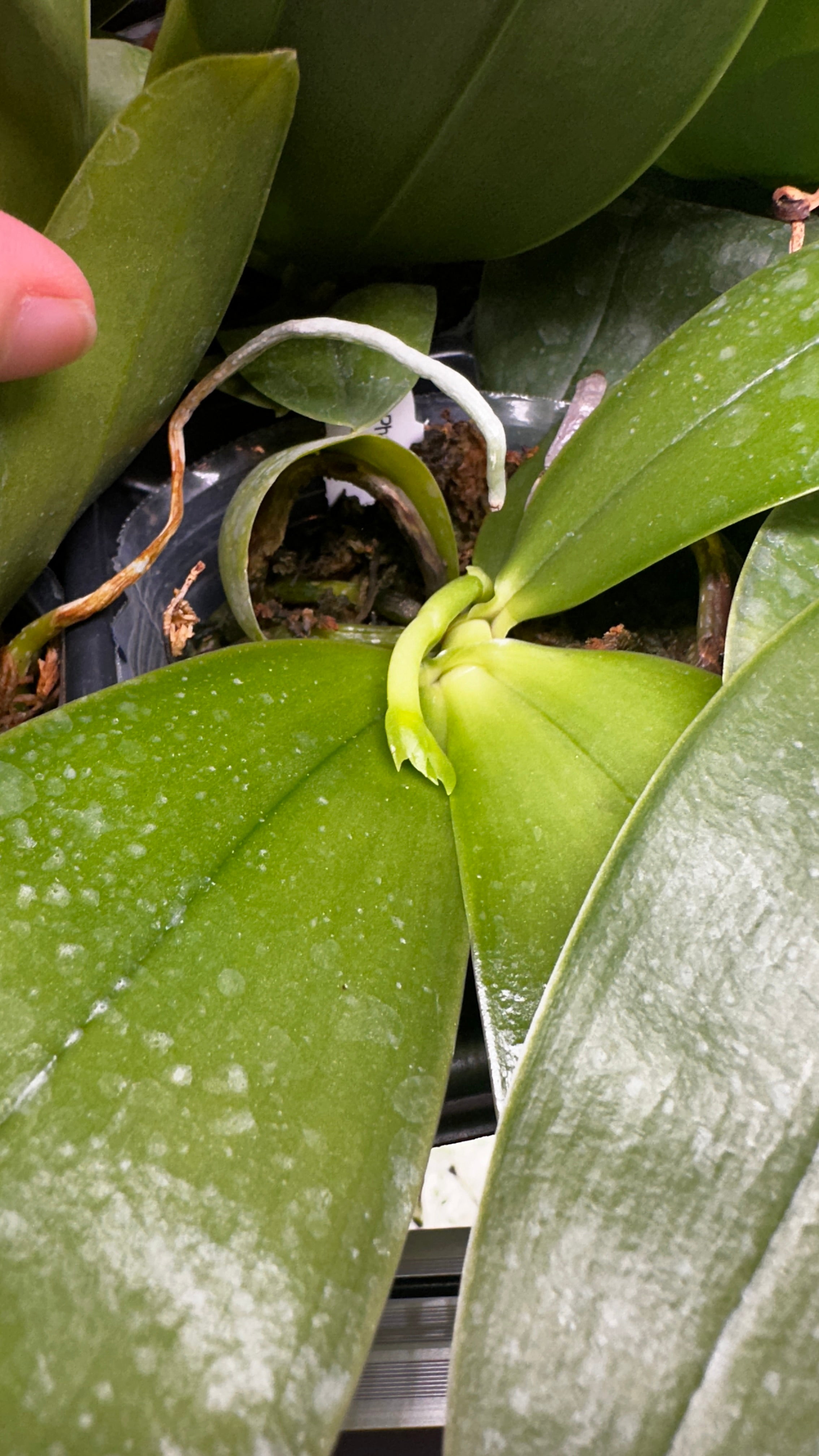 Phalaenopsis bellina 'Fire' x sib [IN SPIKE!]