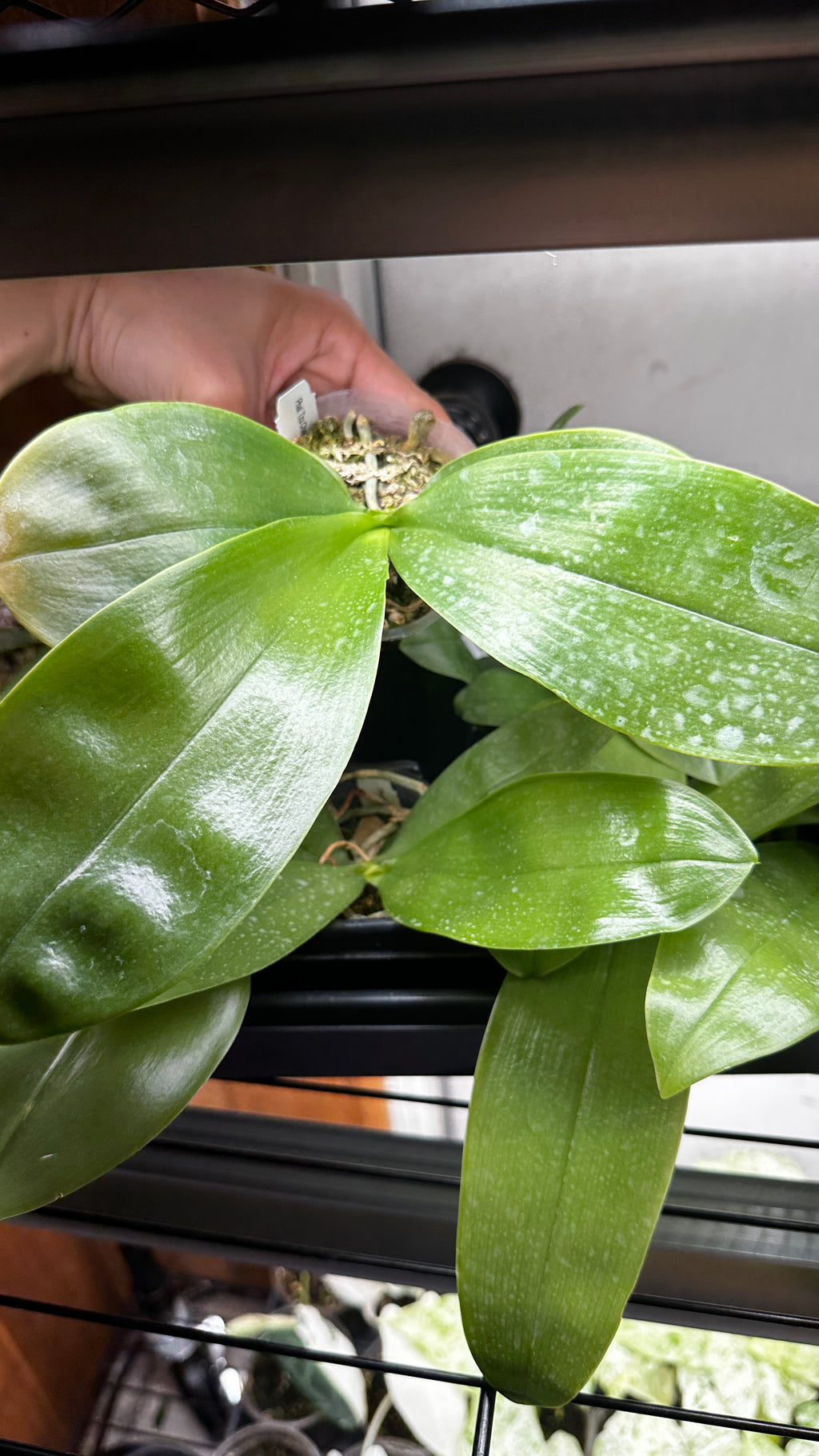 Phalaenopsis bellina 'Fire' x sib [IN SPIKE!]