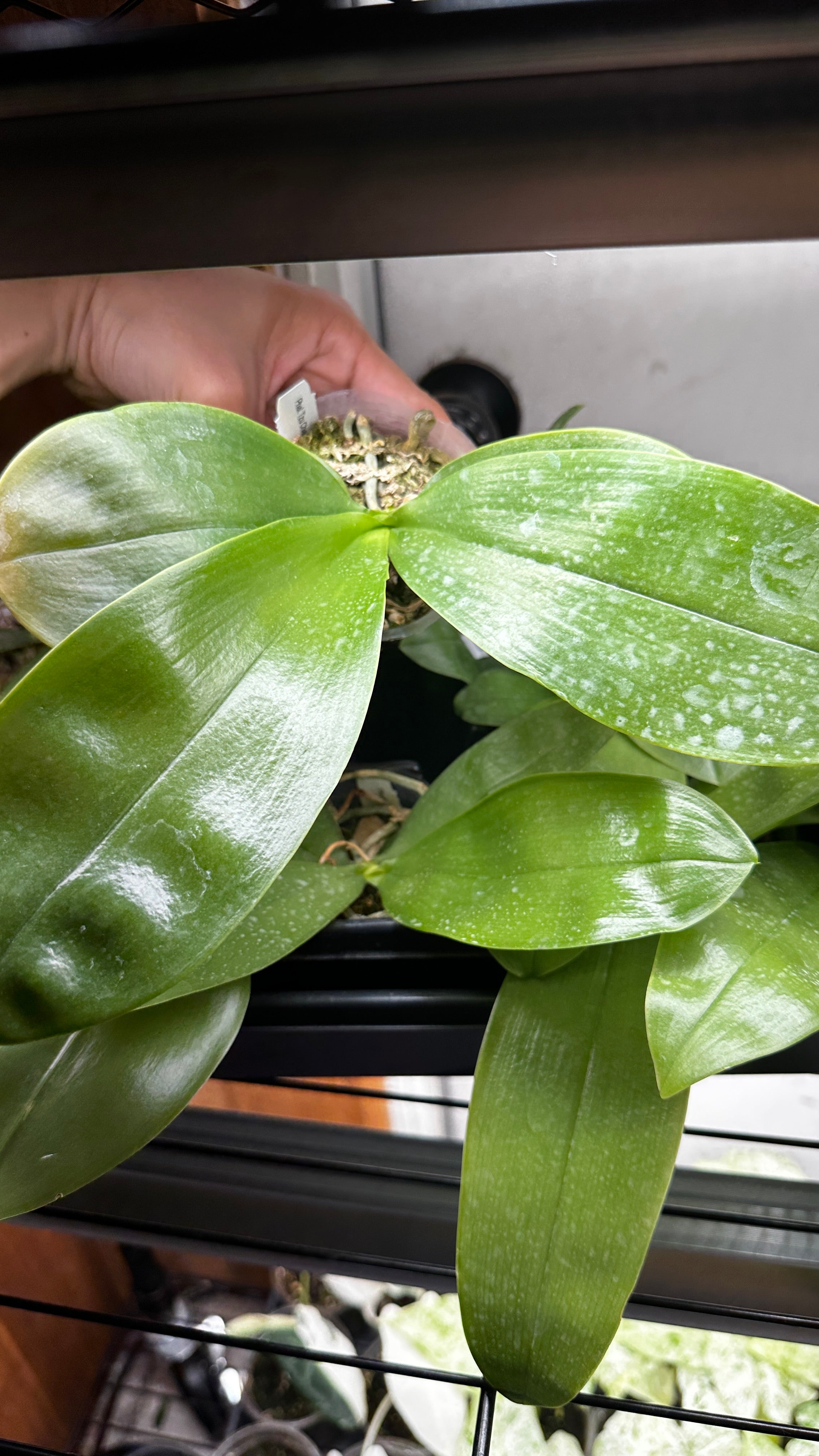 Phalaenopsis bellina 'Fire' x sib [IN SPIKE!]