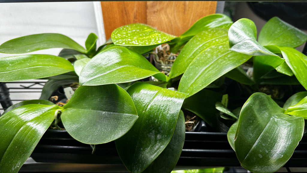 Phalaenopsis Tzu Chiang Chrisna [IN SPIKE]