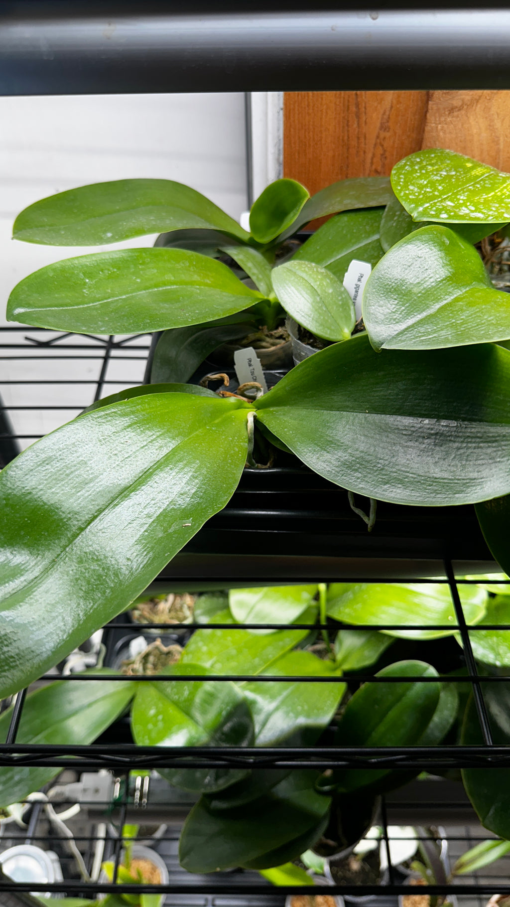 Phalaenopsis Tzu Chiang Chrisna [IN SPIKE]