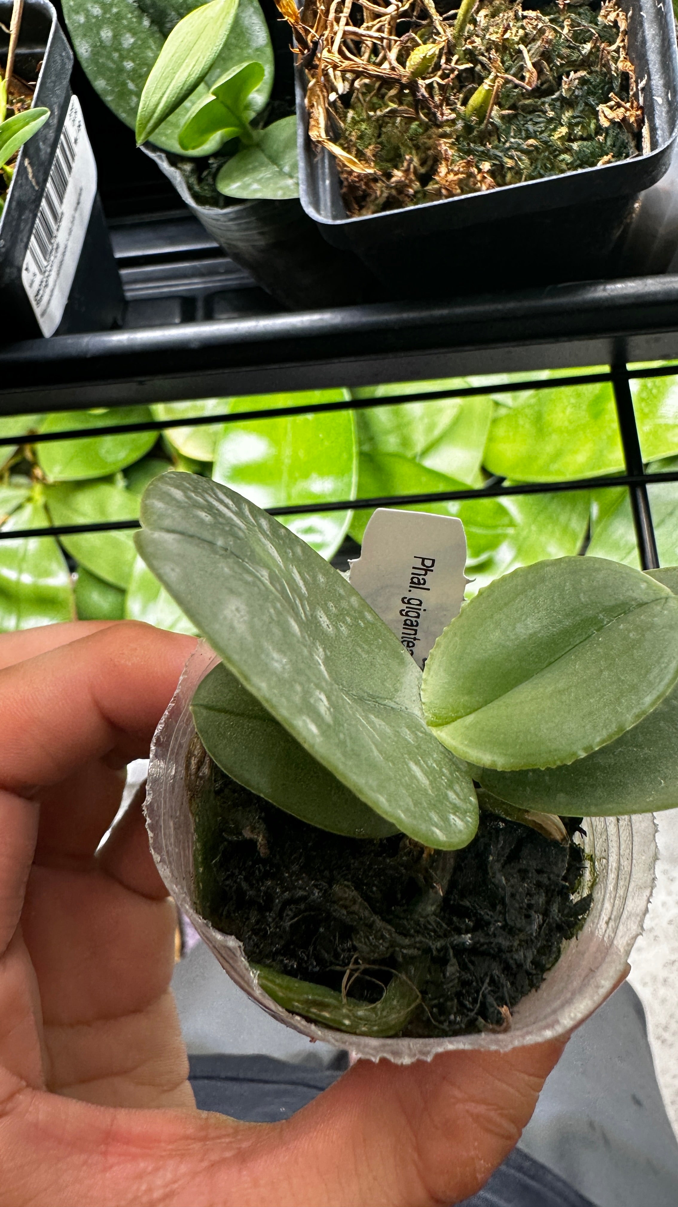 Phalaenopsis gigantea var. alba x sib