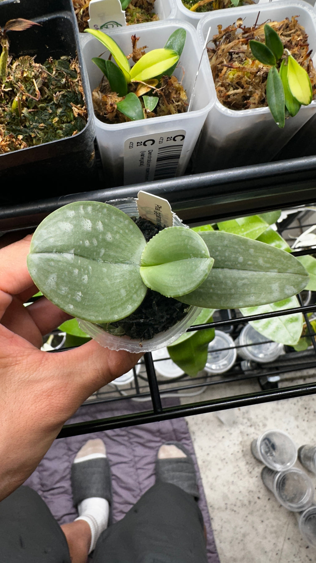 Phalaenopsis gigantea var. alba x sib