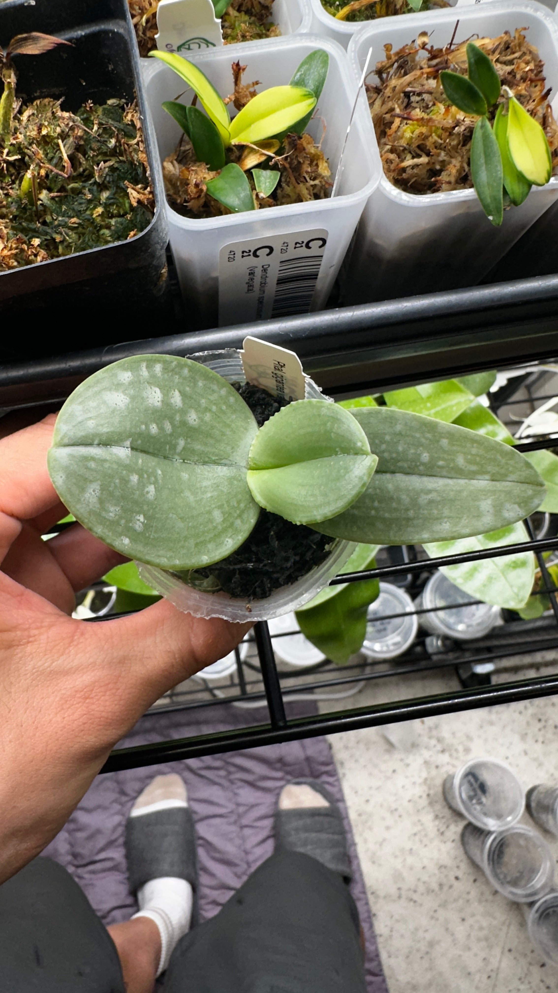 Phalaenopsis gigantea var. alba x sib