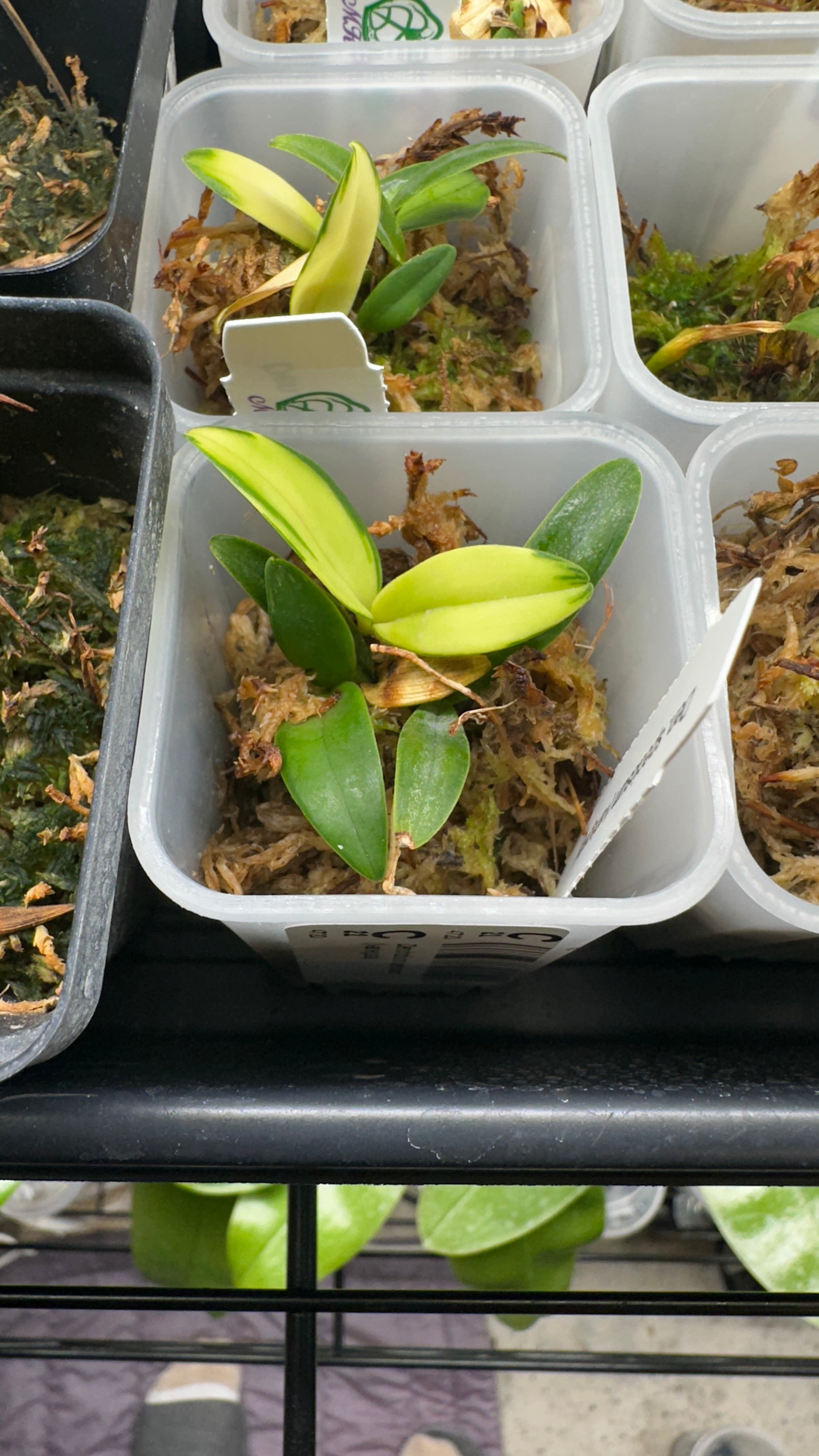 Dendrobium speciosum (variegata) variegated