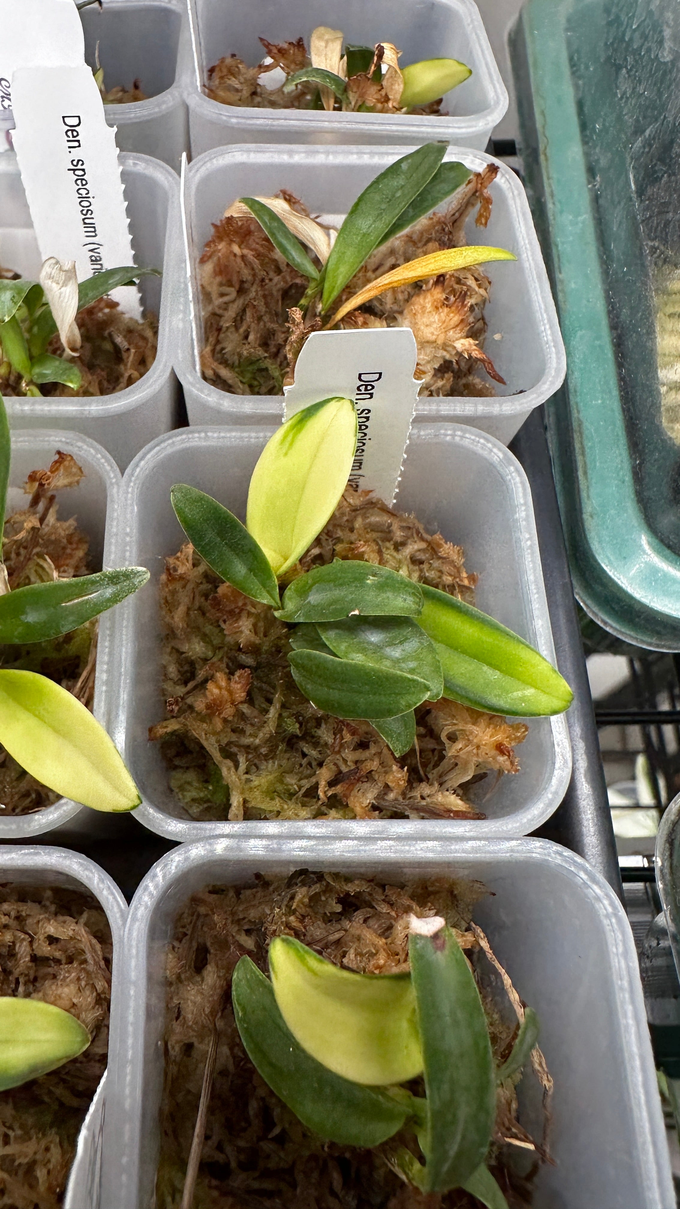 Dendrobium speciosum (variegata) variegated