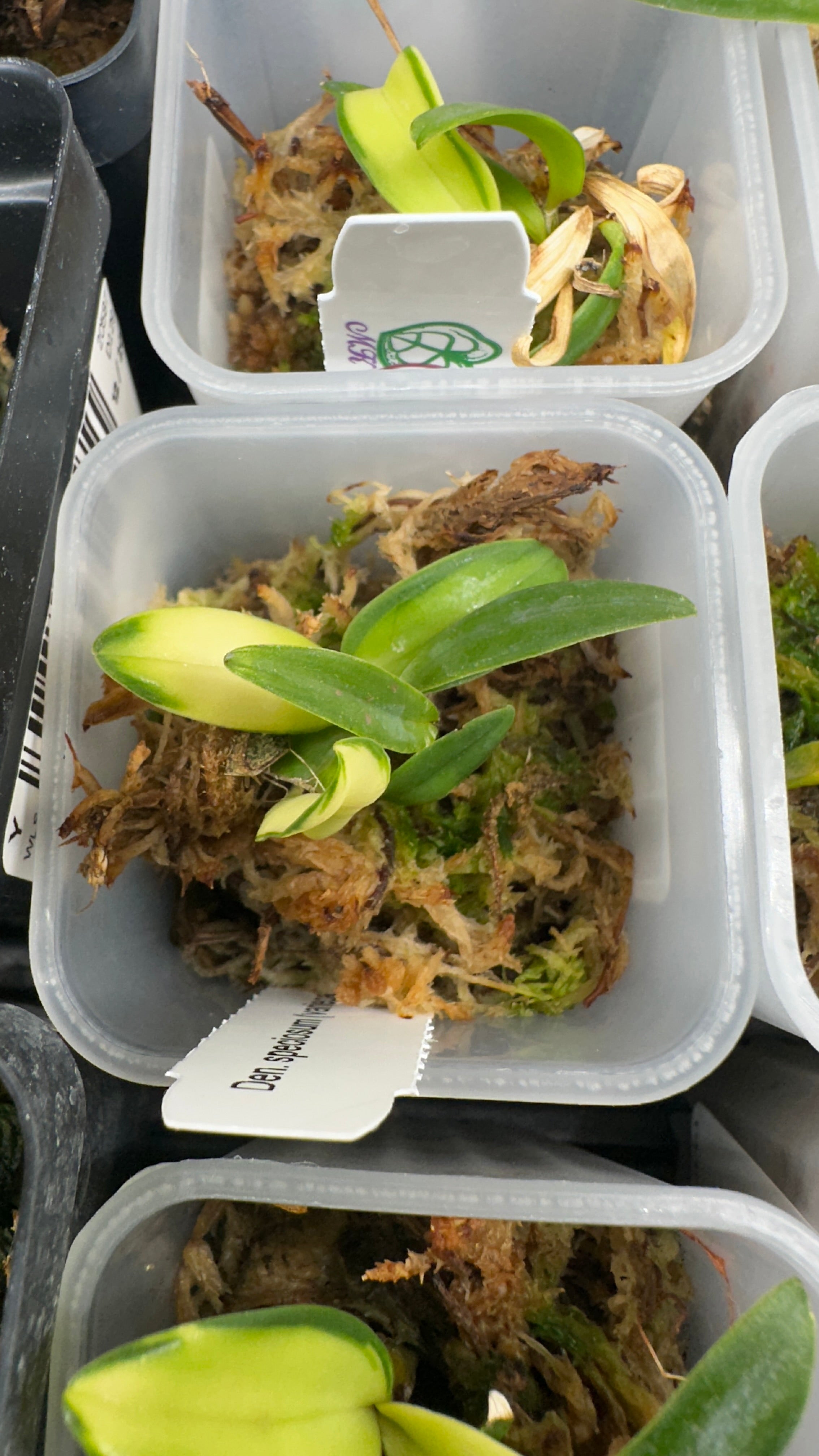 Dendrobium speciosum (variegata) variegated