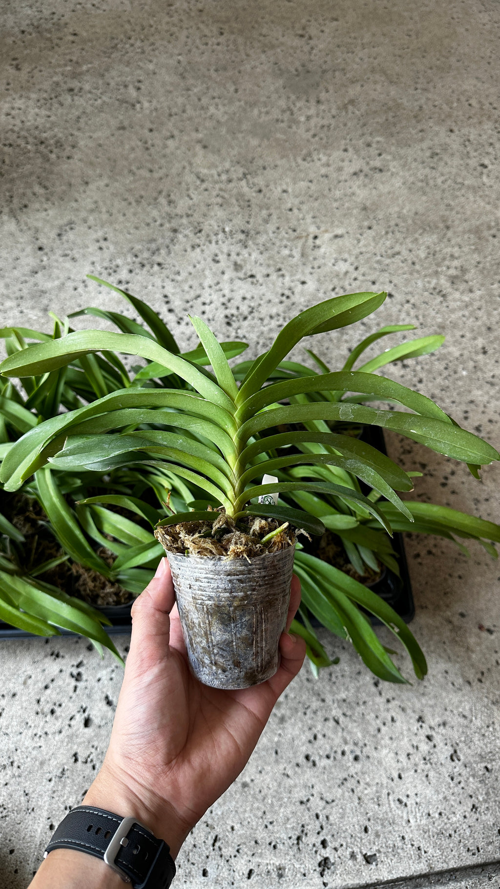 Vanda denisoniana 'orange' x sib