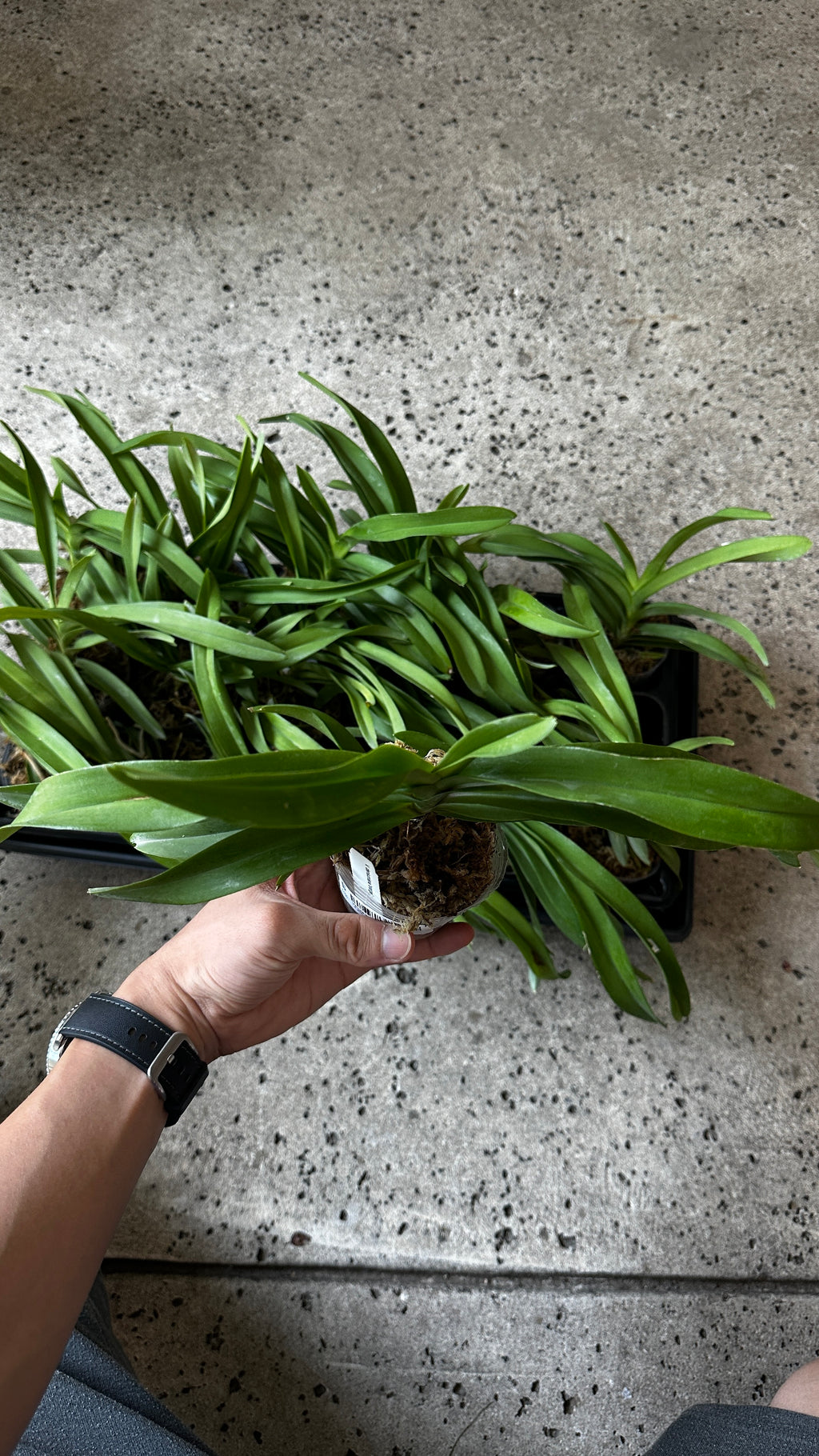 Vanda denisoniana 'orange' x sib