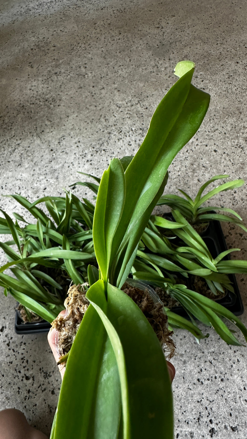 Vanda denisoniana 'orange' x sib
