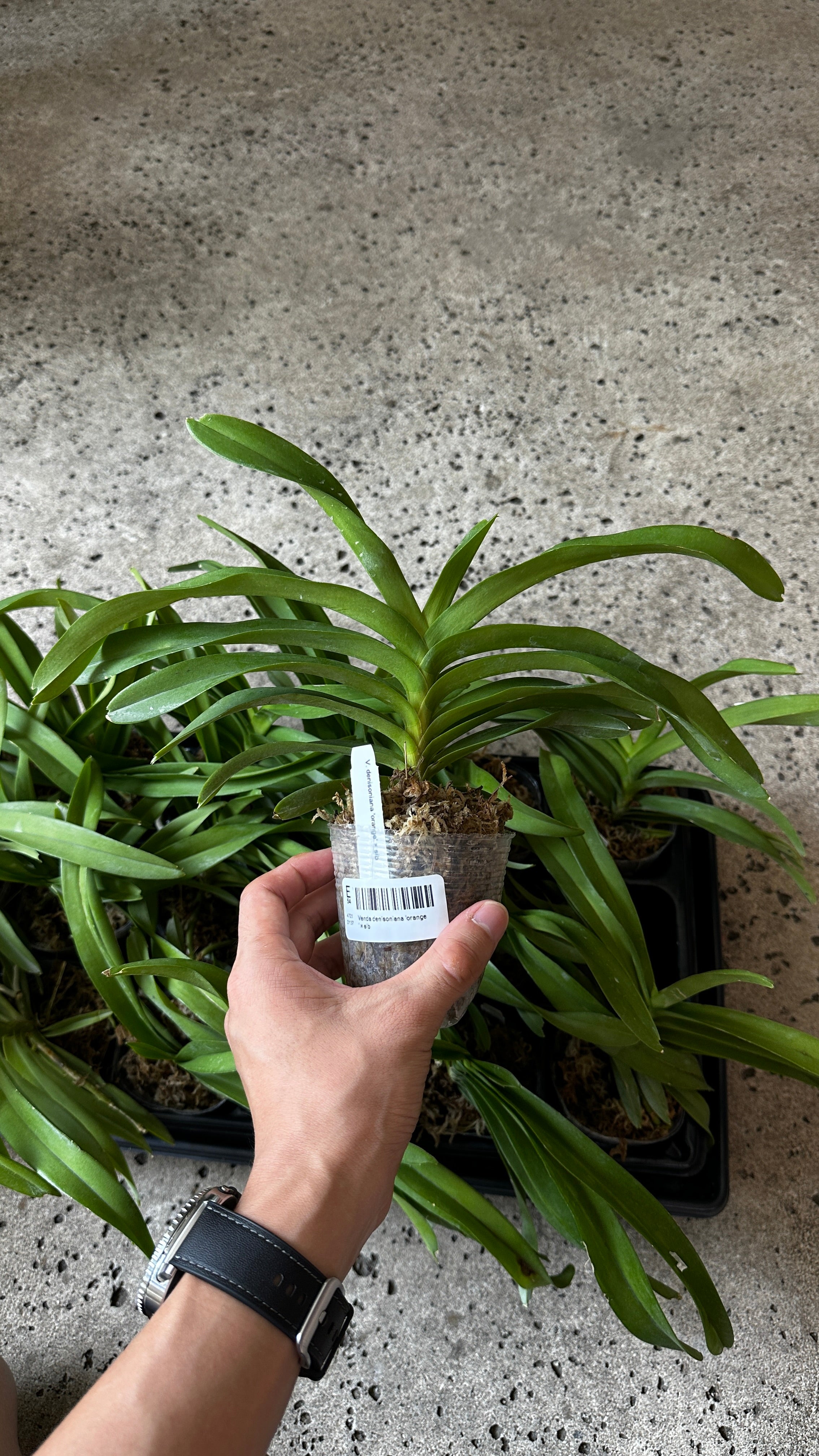 Vanda denisoniana 'orange' x sib