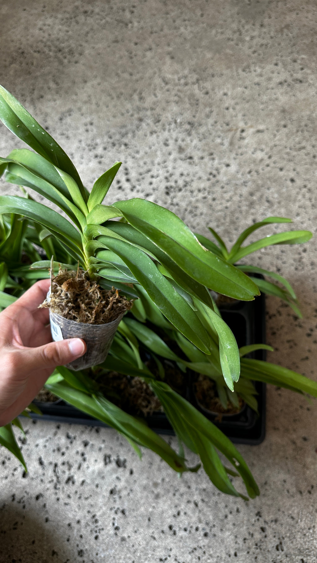 Vanda denisoniana 'orange' x sib