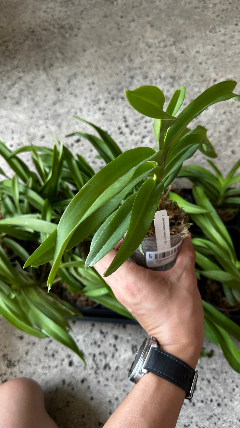 Vanda denisoniana 'orange' x sib