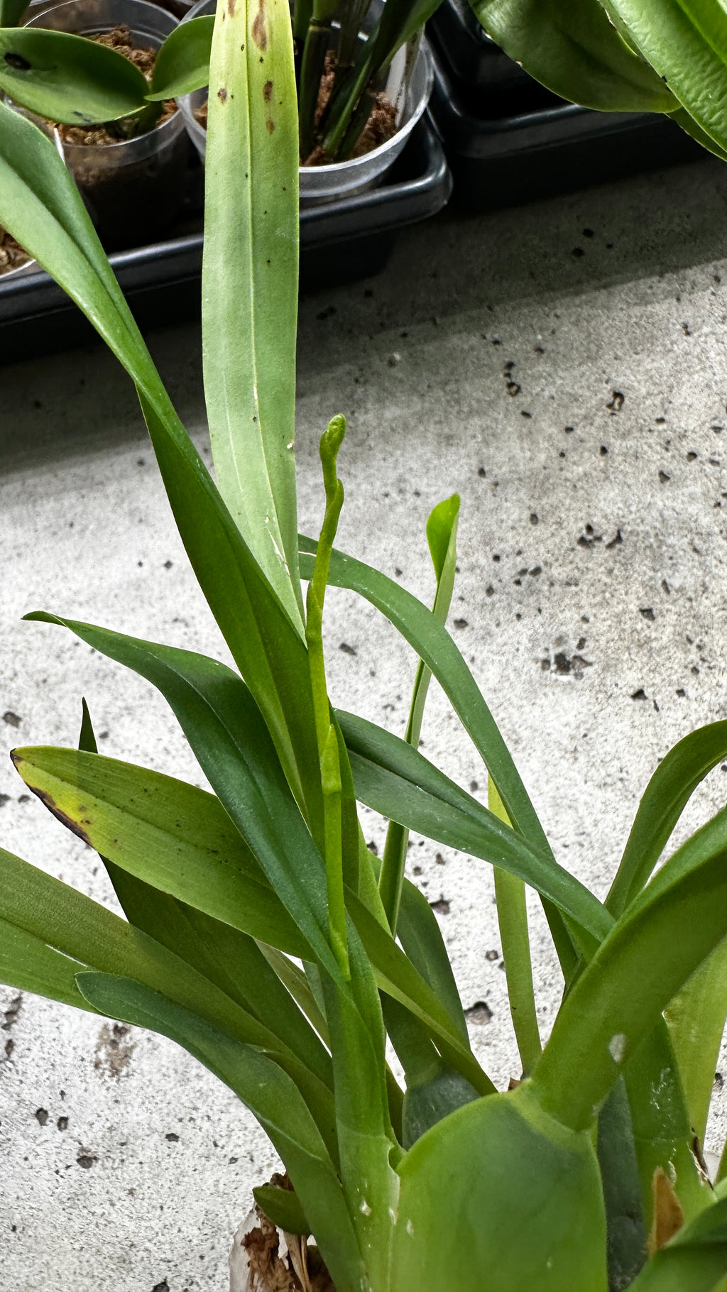 Oncidium Twinkle 'CT White Strong' [IN SPIKE!]