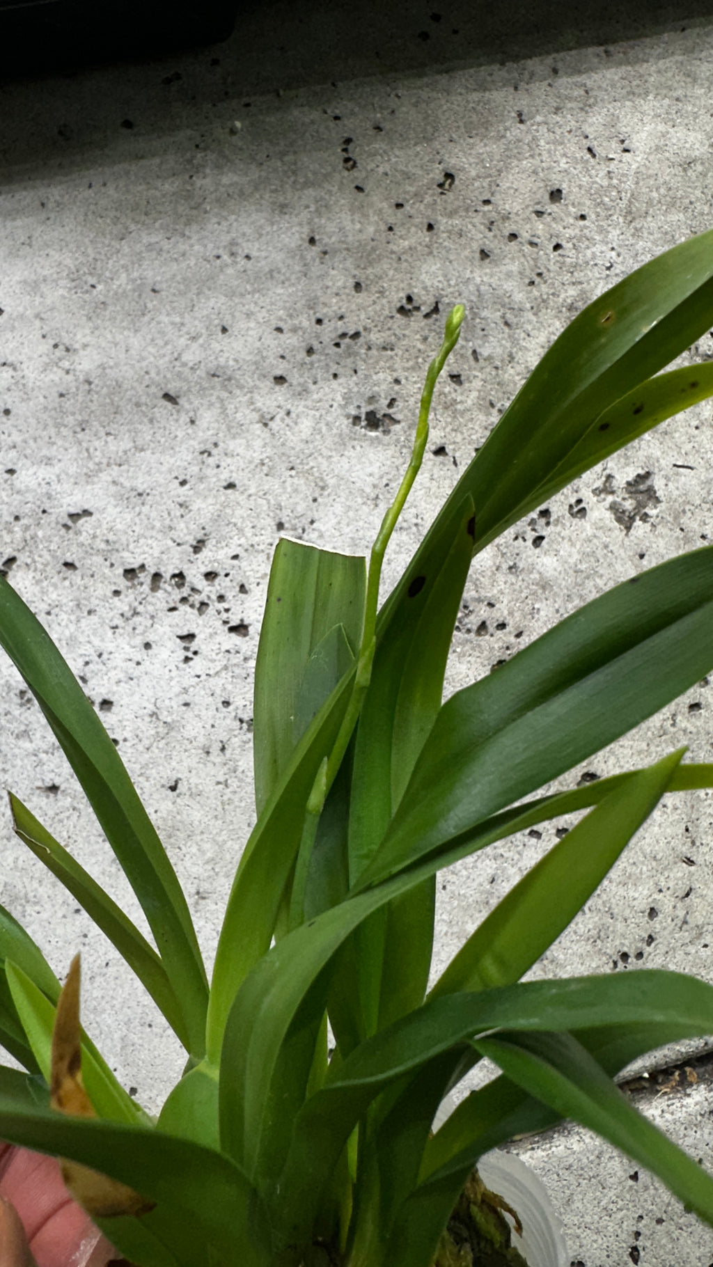 Oncidium Twinkle 'CT White Strong' [IN SPIKE!]