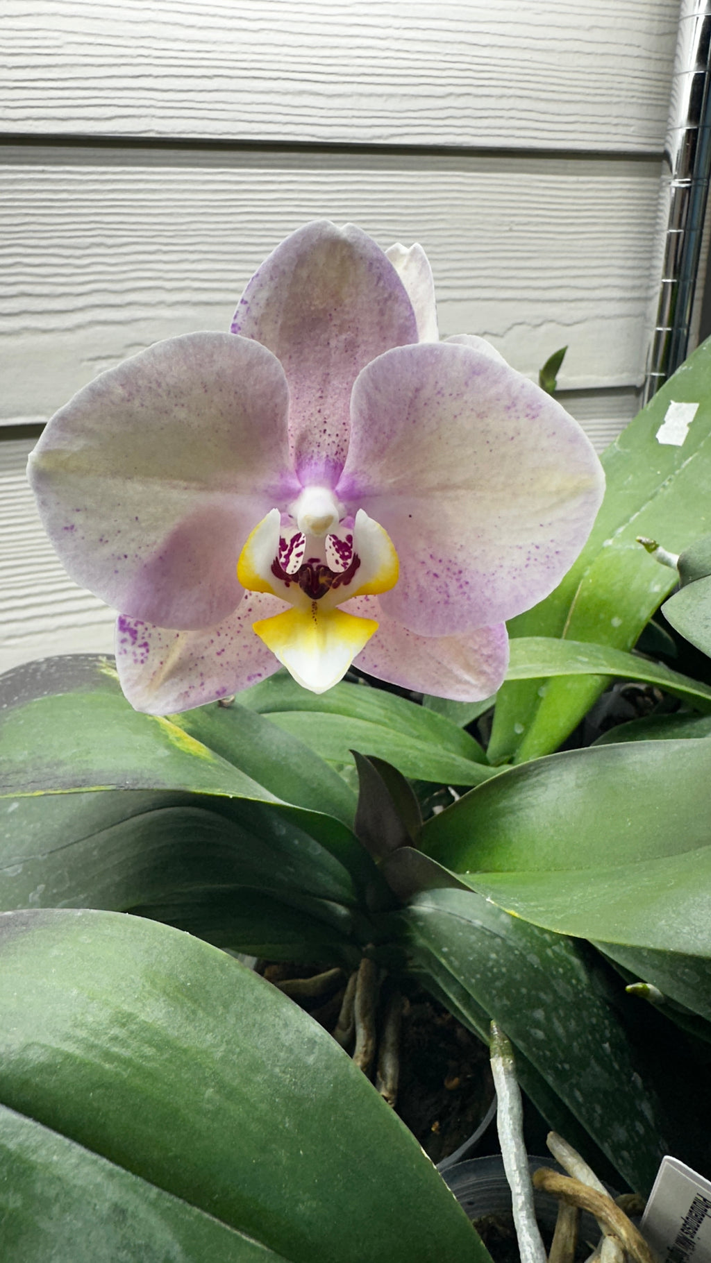 Phalaenopsis OX Luna Rosa '3066'