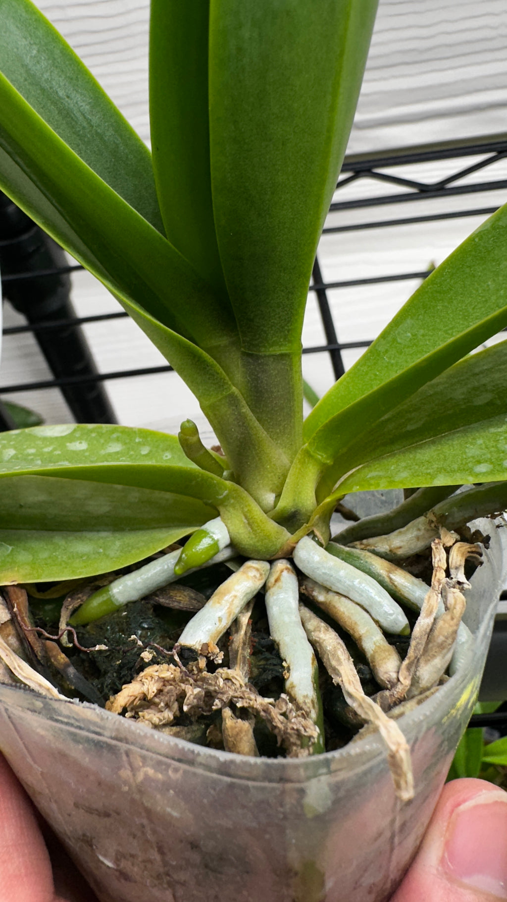 Phalaenopsis Tzu Chiang Sapphire [IN SPIKE!]