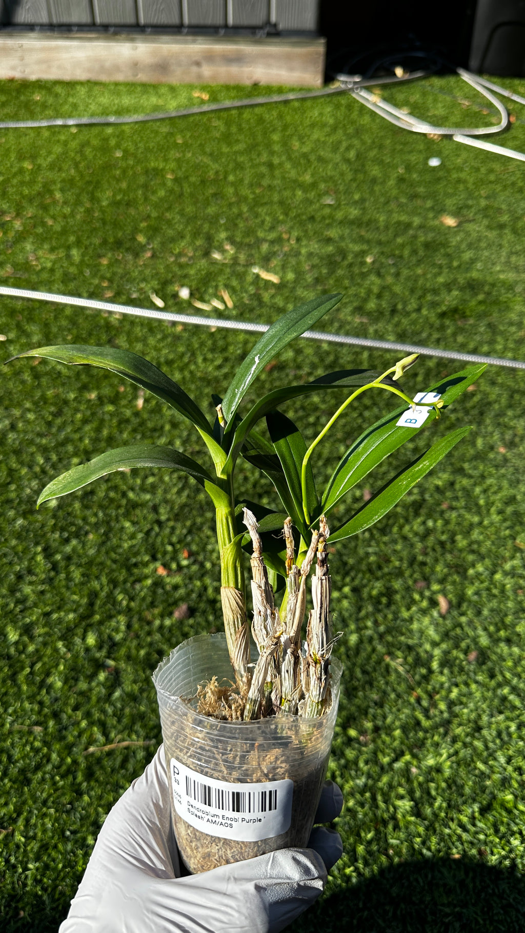 Dendrobium Enobi Purple 'Splash' AM/AOS