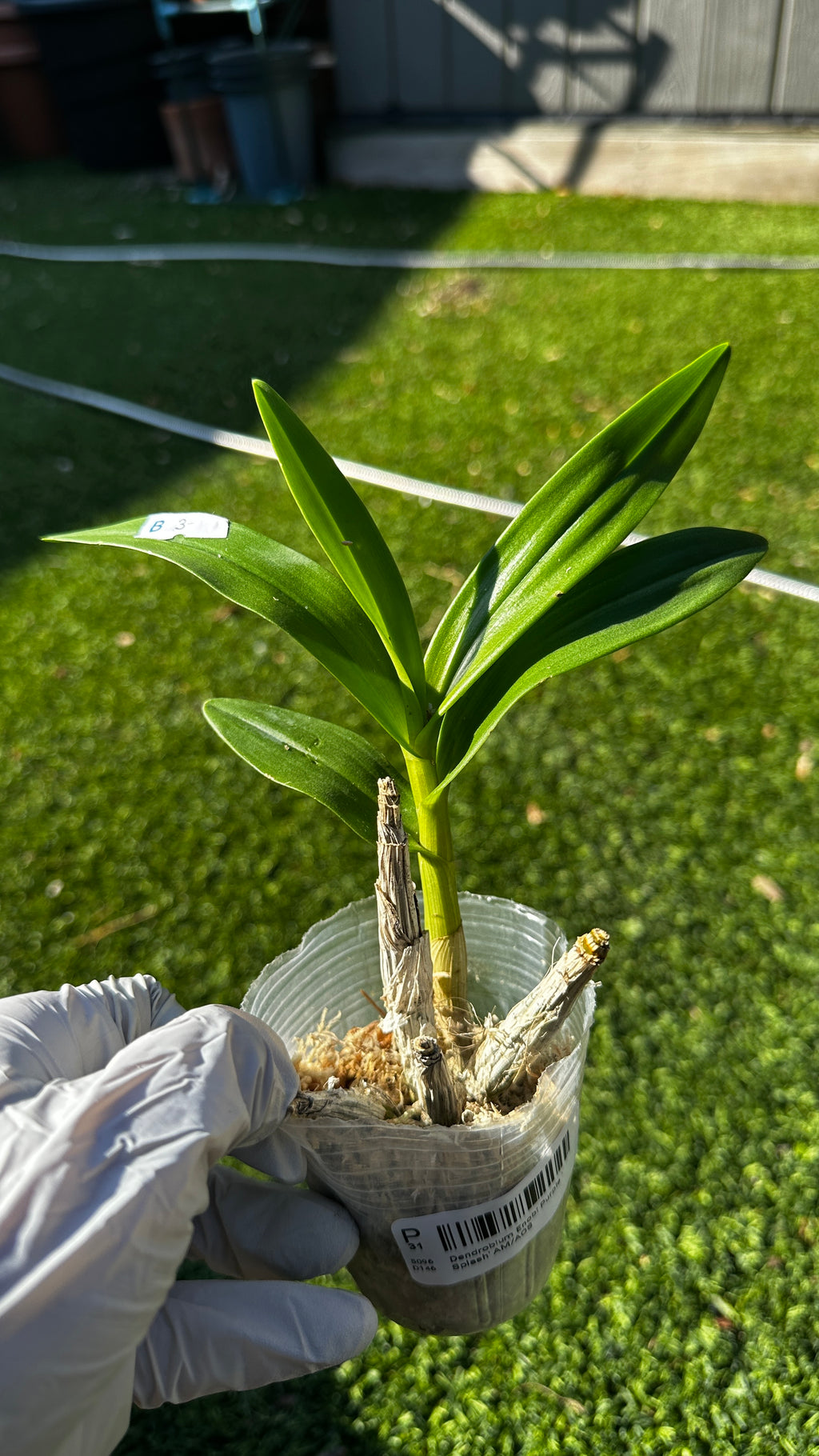 Dendrobium Enobi Purple 'Splash' AM/AOS