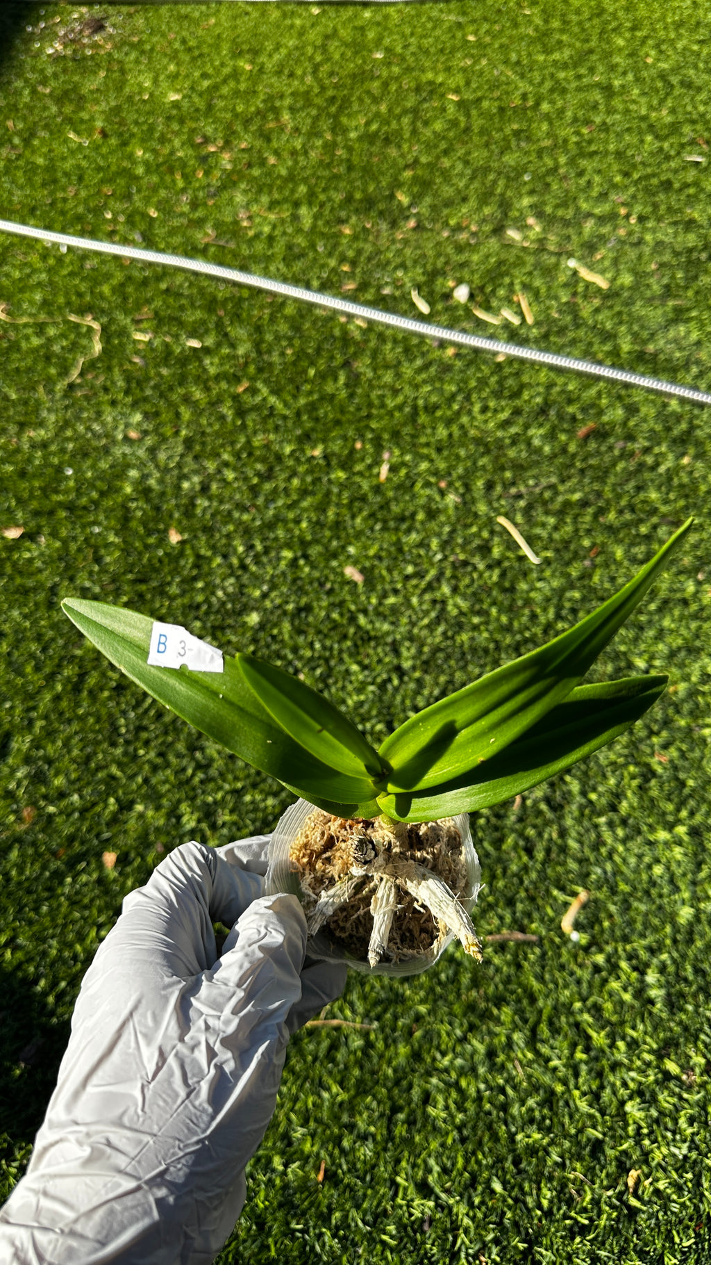 Dendrobium Enobi Purple 'Splash' AM/AOS